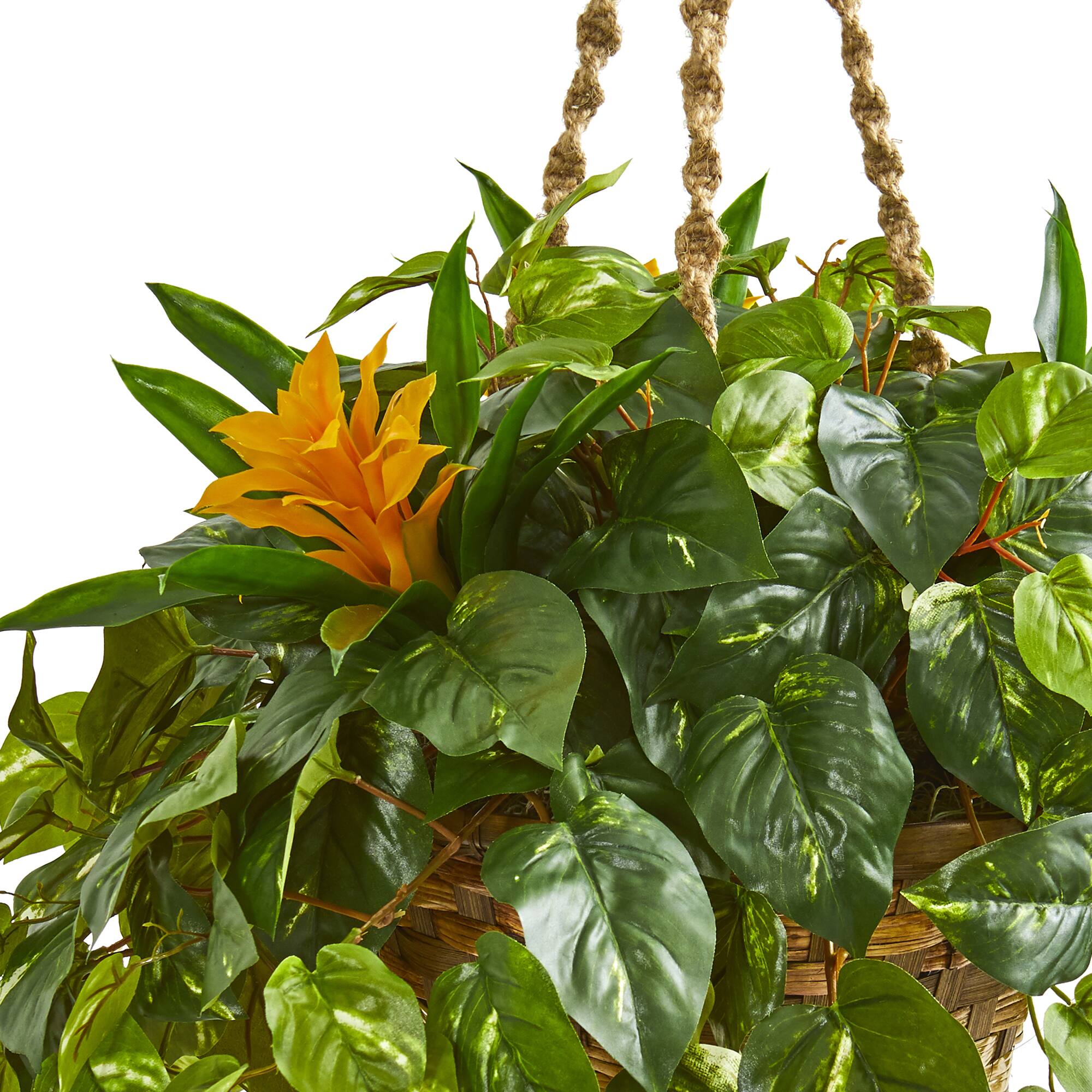 2.5ft. Bromeliad & Pothos in Hanging Basket