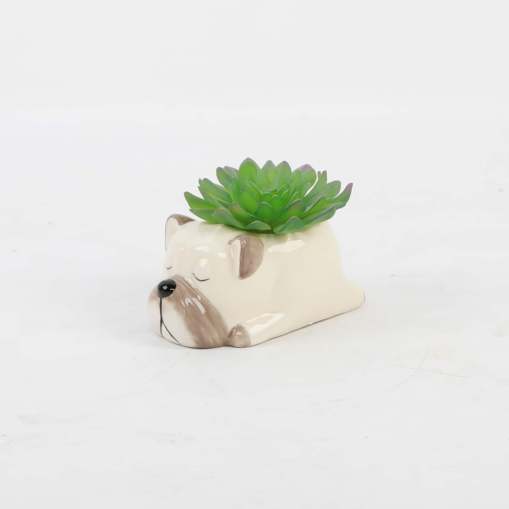 Flora Bunda® 5.5" Green Succulent in Ceramic Pug Planter