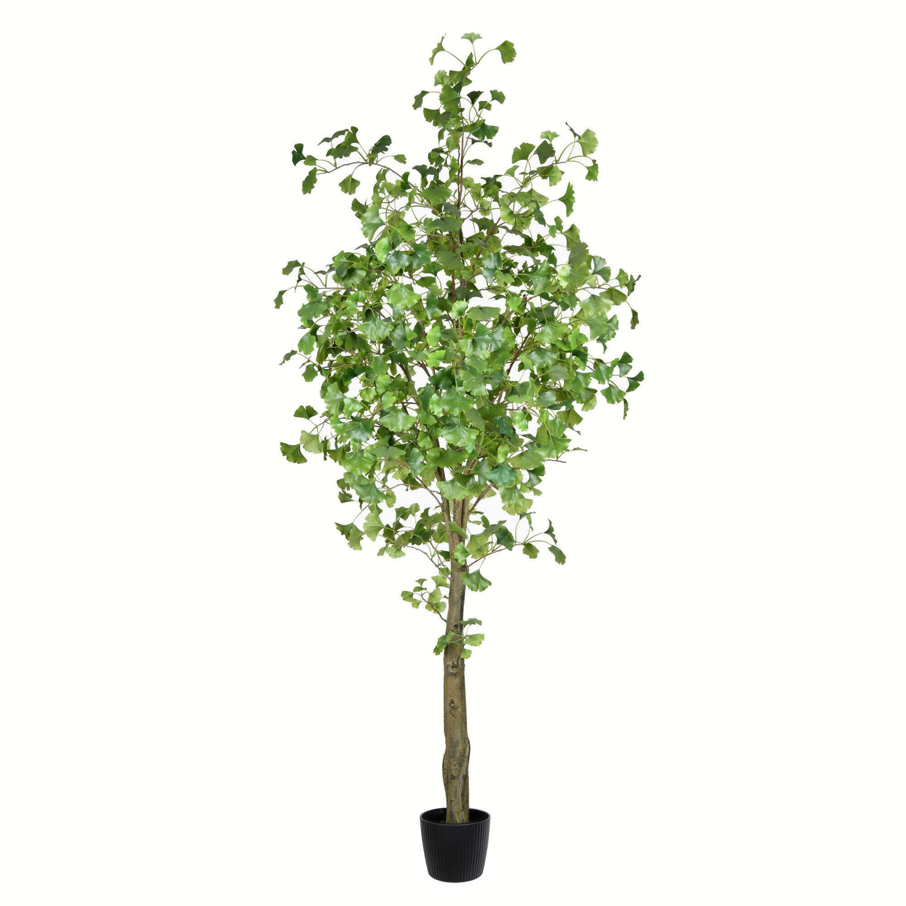 7ft. Potted Ginkgo Tree