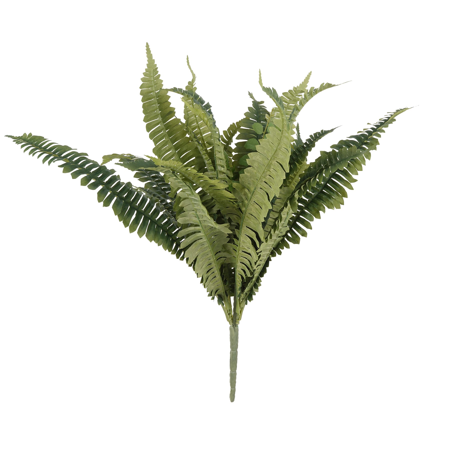 Boston Fern Bush Fern Collection by Ashland®