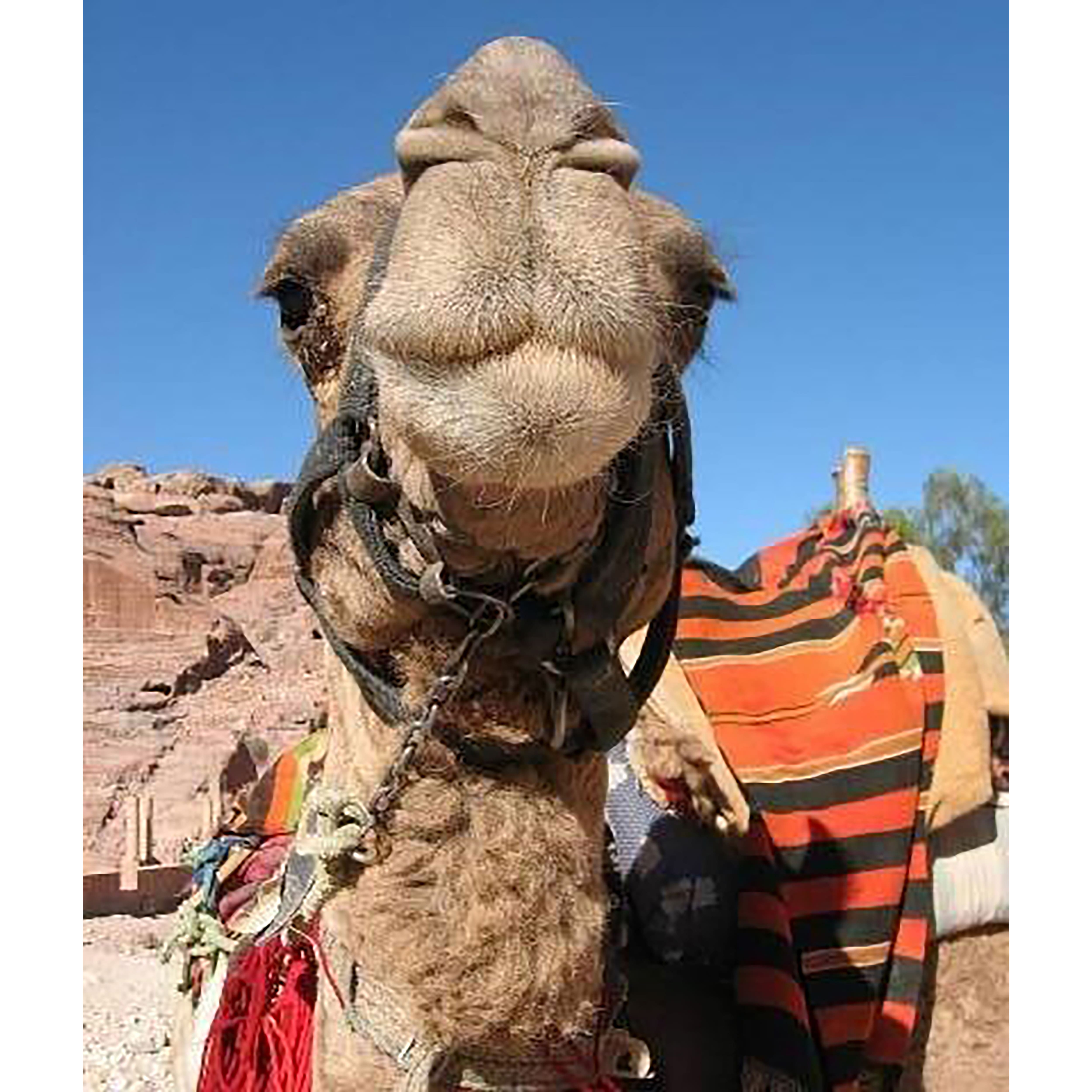 Sparkly Selections Happy Camel Near Petra, Jordan 30cm x 40cm Diamond Painting Kit, Square Diamonds
