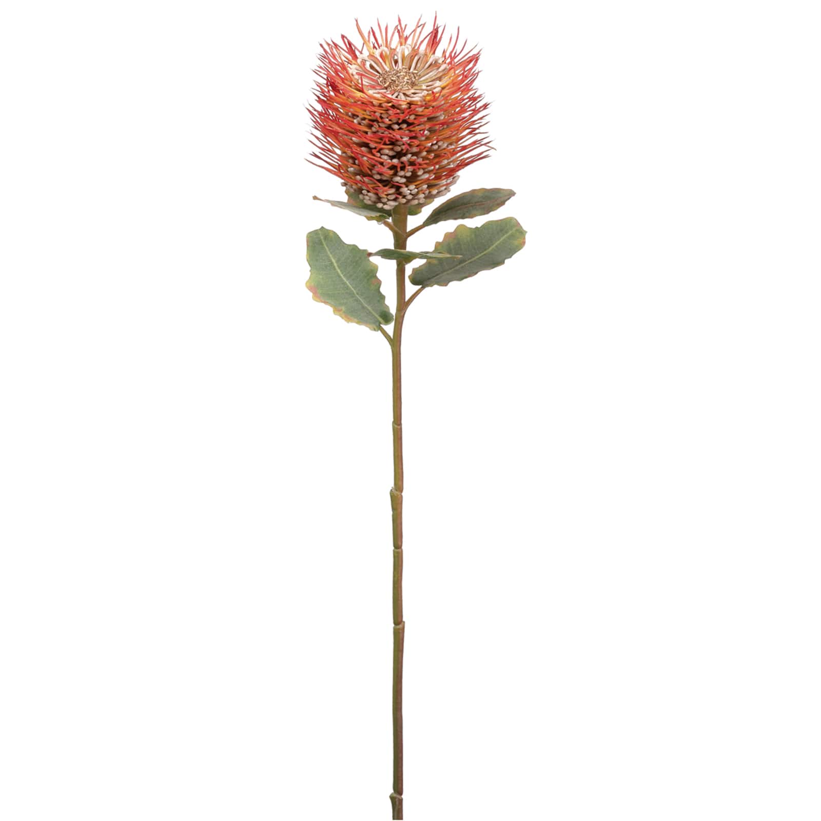 Orange Protea Stem, 12ct.