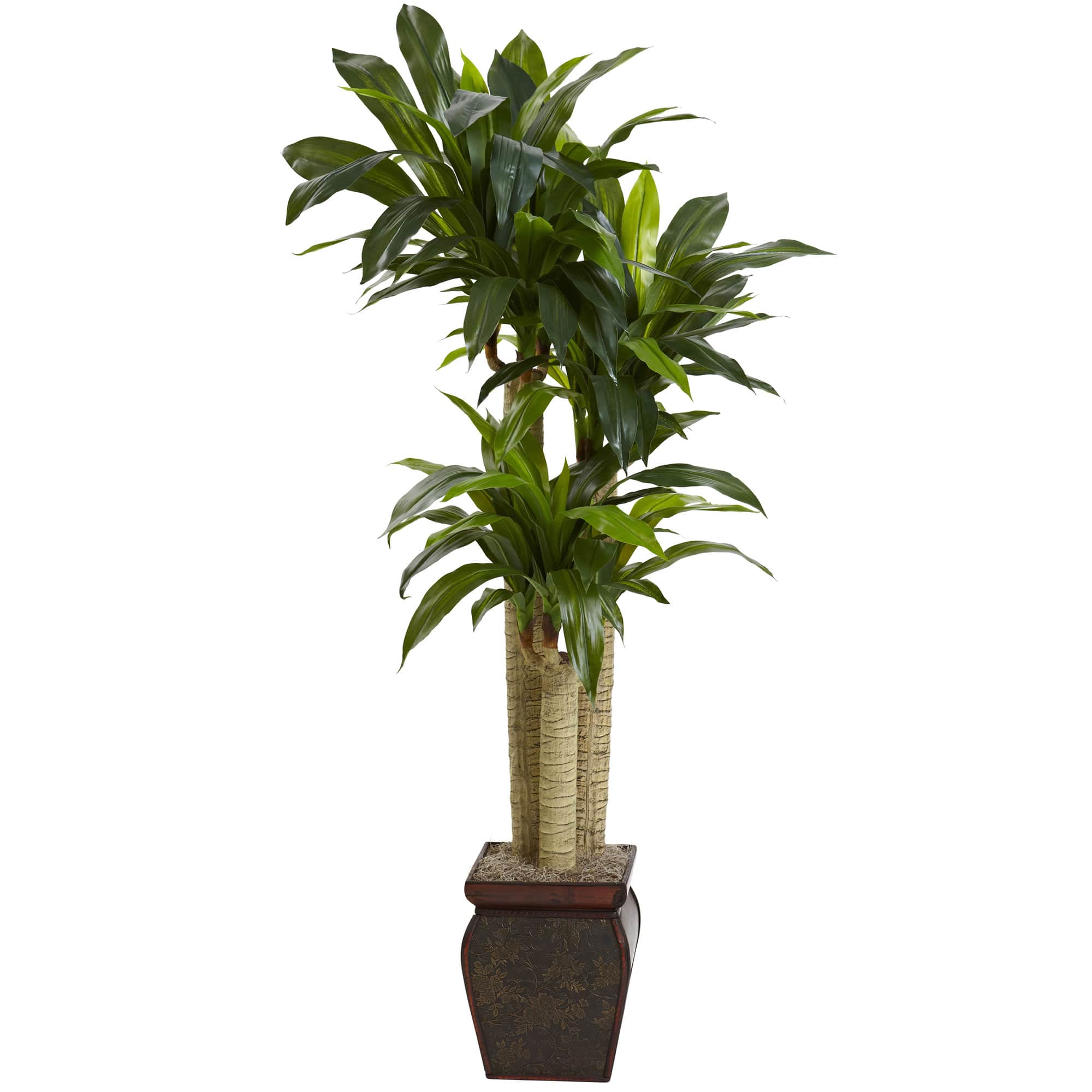 4.5ft. Cornstalk Dracaena In Vase