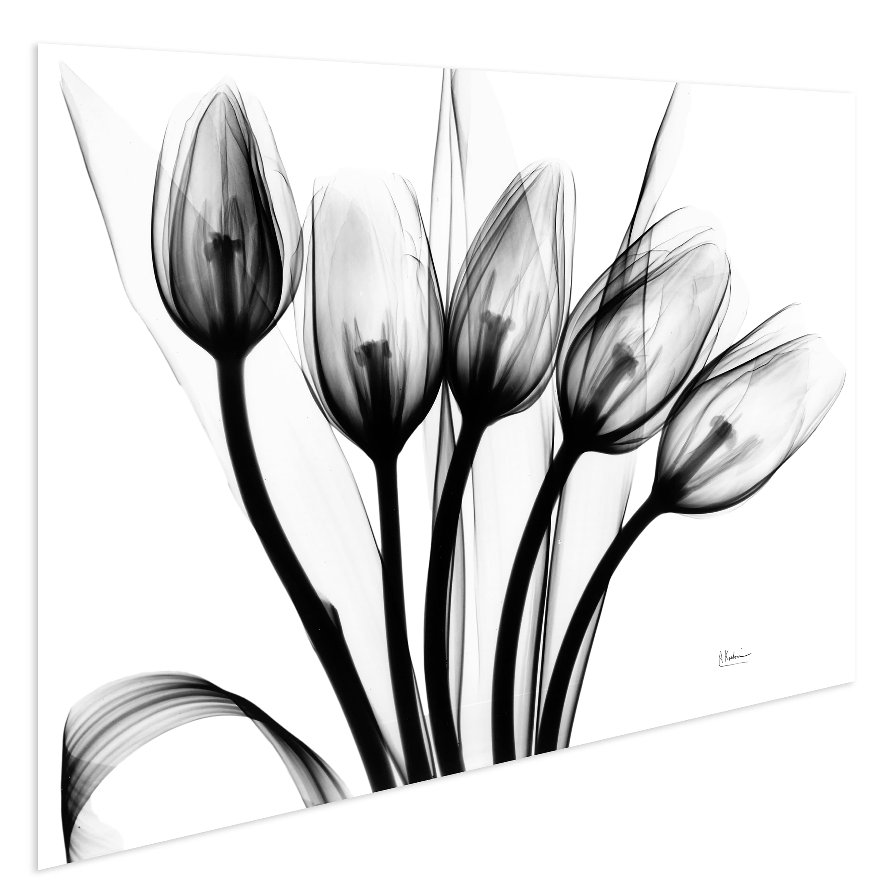 Empire Art Direct 32" x 48" Marching Tulips Frameless Free Floating Printed Tempered Glass Wall Art