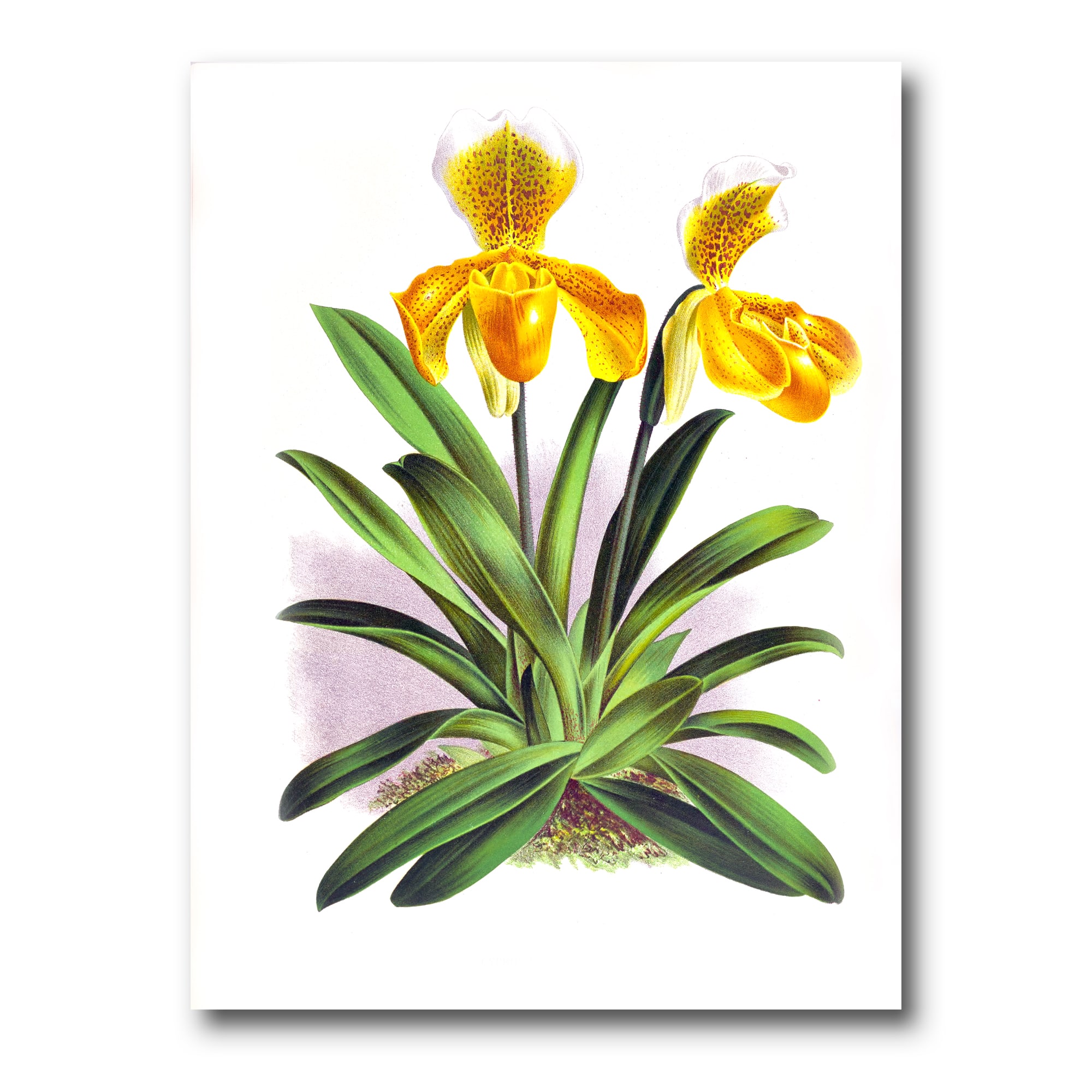 Designart - Vintage Yellow Orchid - Traditional Canvas Wall Art Print