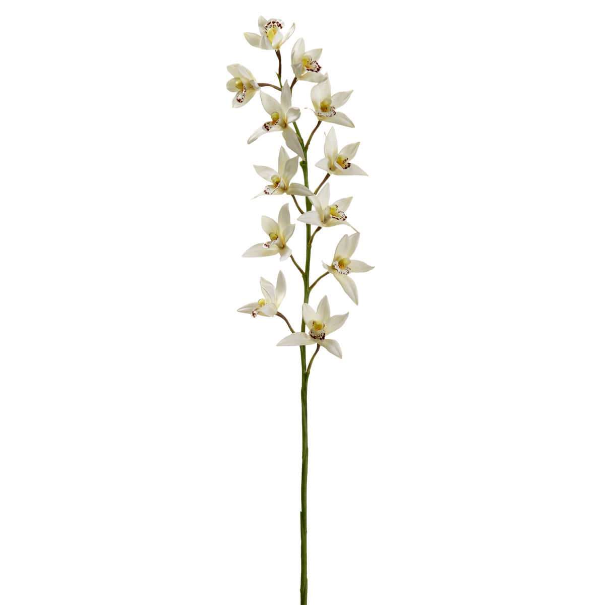 Tropical Cymbidium Stem by Ashland