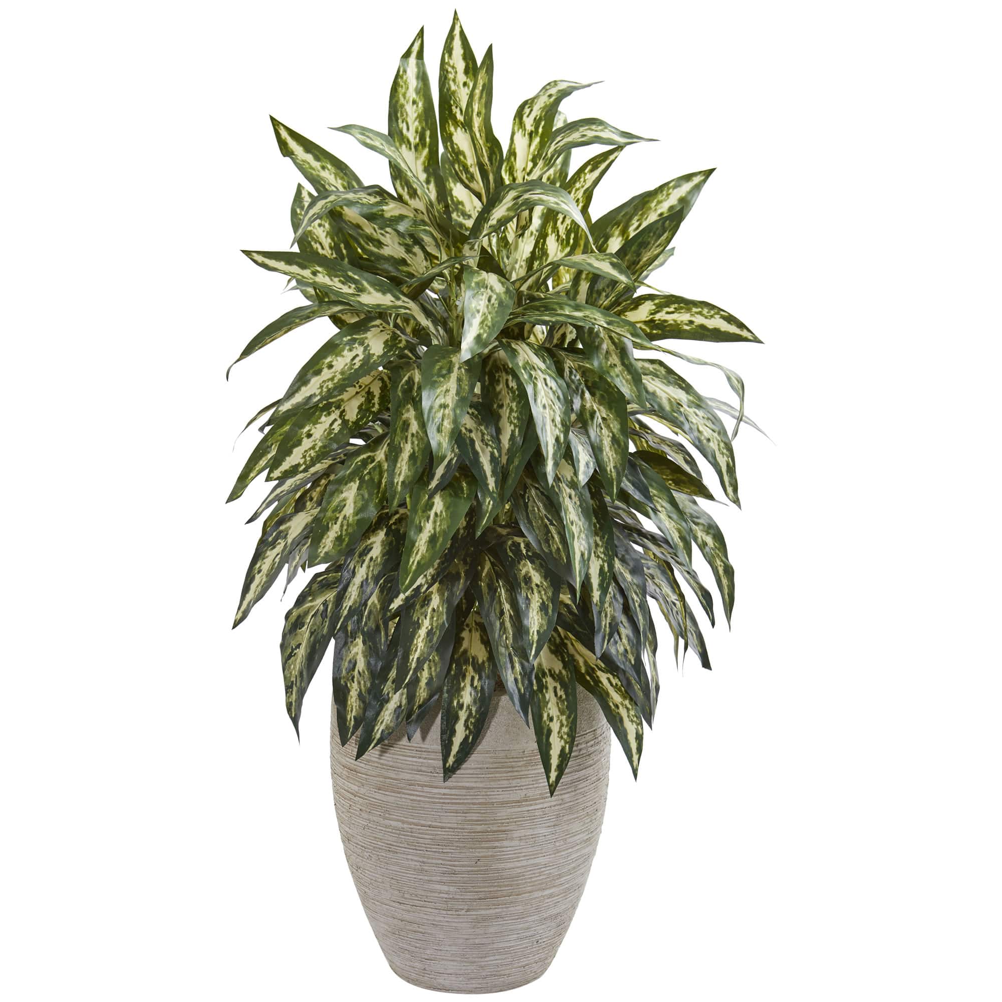 2.5ft. Chinese Evergreen in Sand Colored Planter