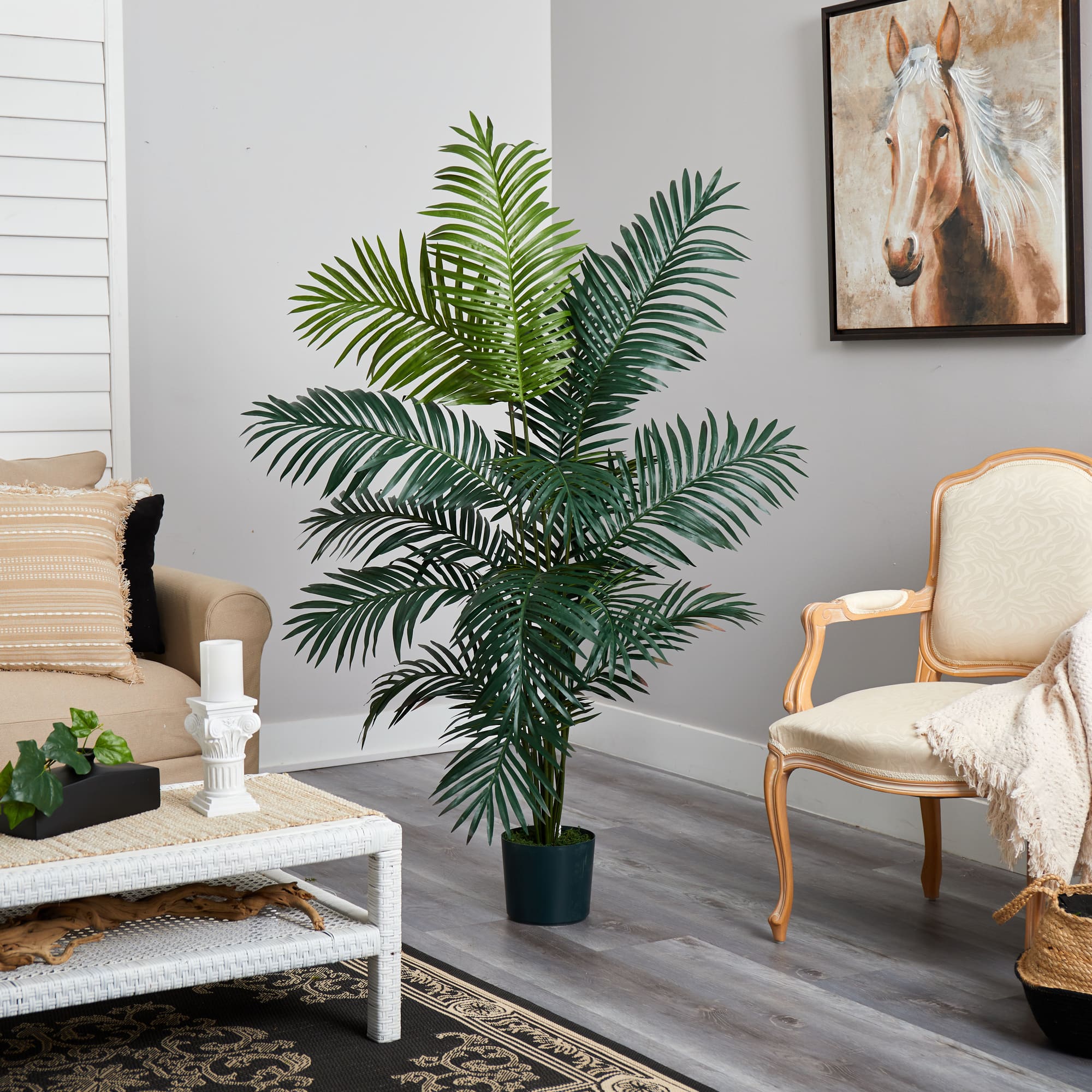 6ft. Potted Paradise Palm