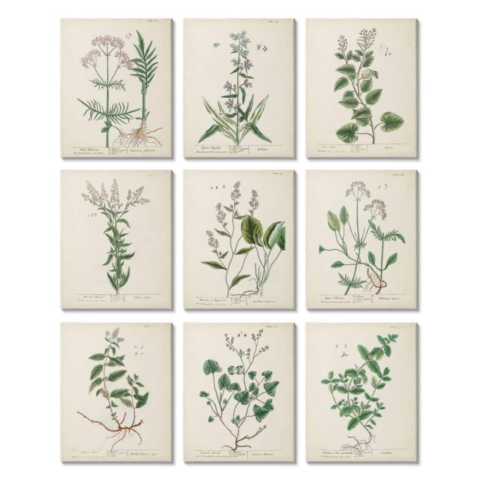 Stupell Industries Vintage Latin Study of Antique Floral Herbs Set