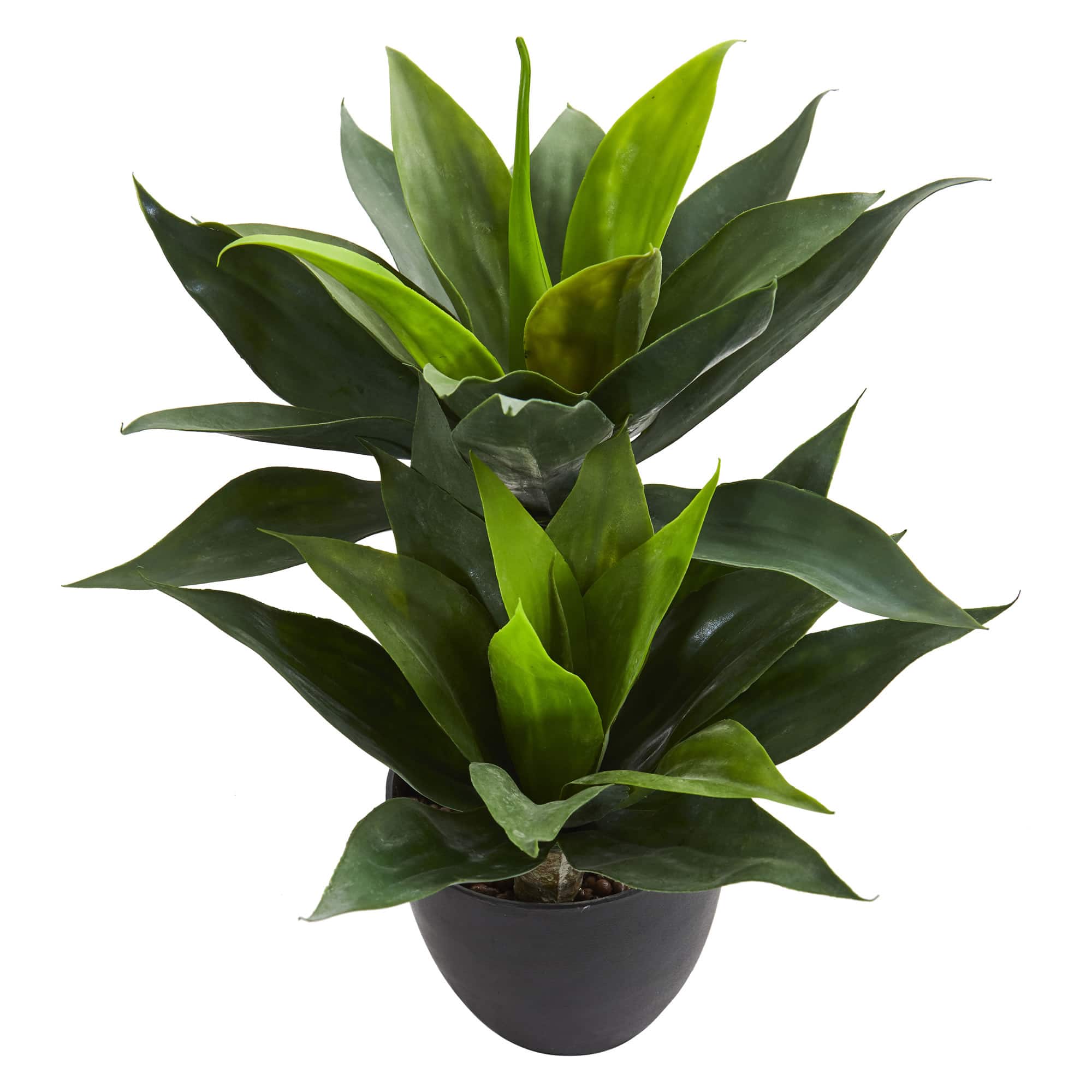21in. Potted Agave Plant