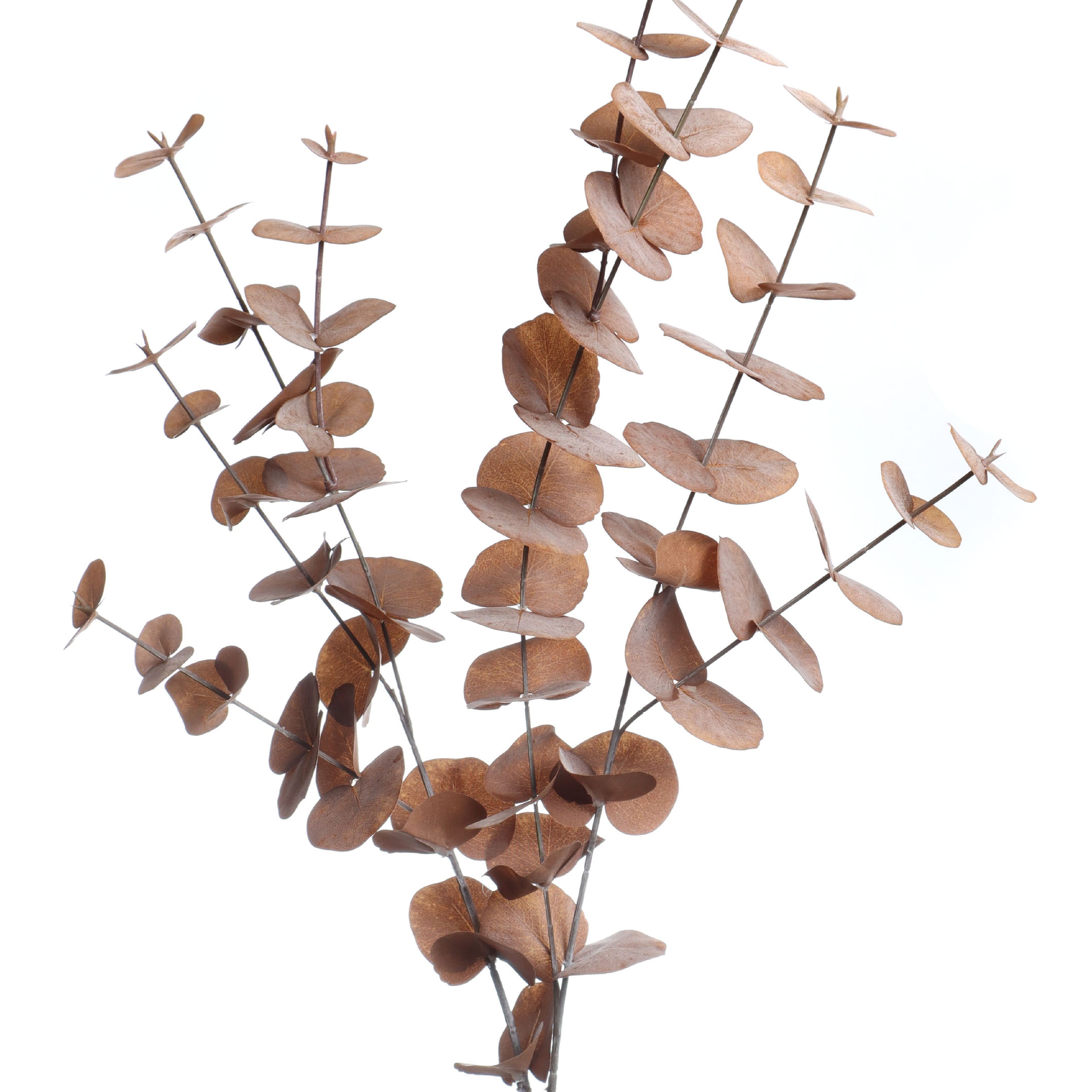 38" Brown Eucalyptus Stem by Ashland®