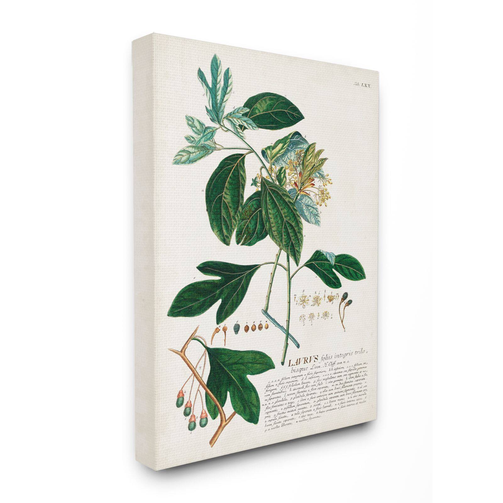 Stupell Industries Botanical Green Plant Illustration Wall Art