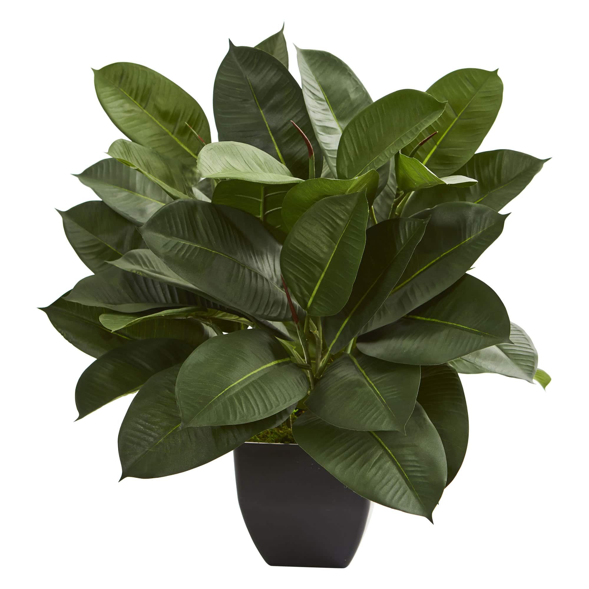 23" Potted Oak Ficus