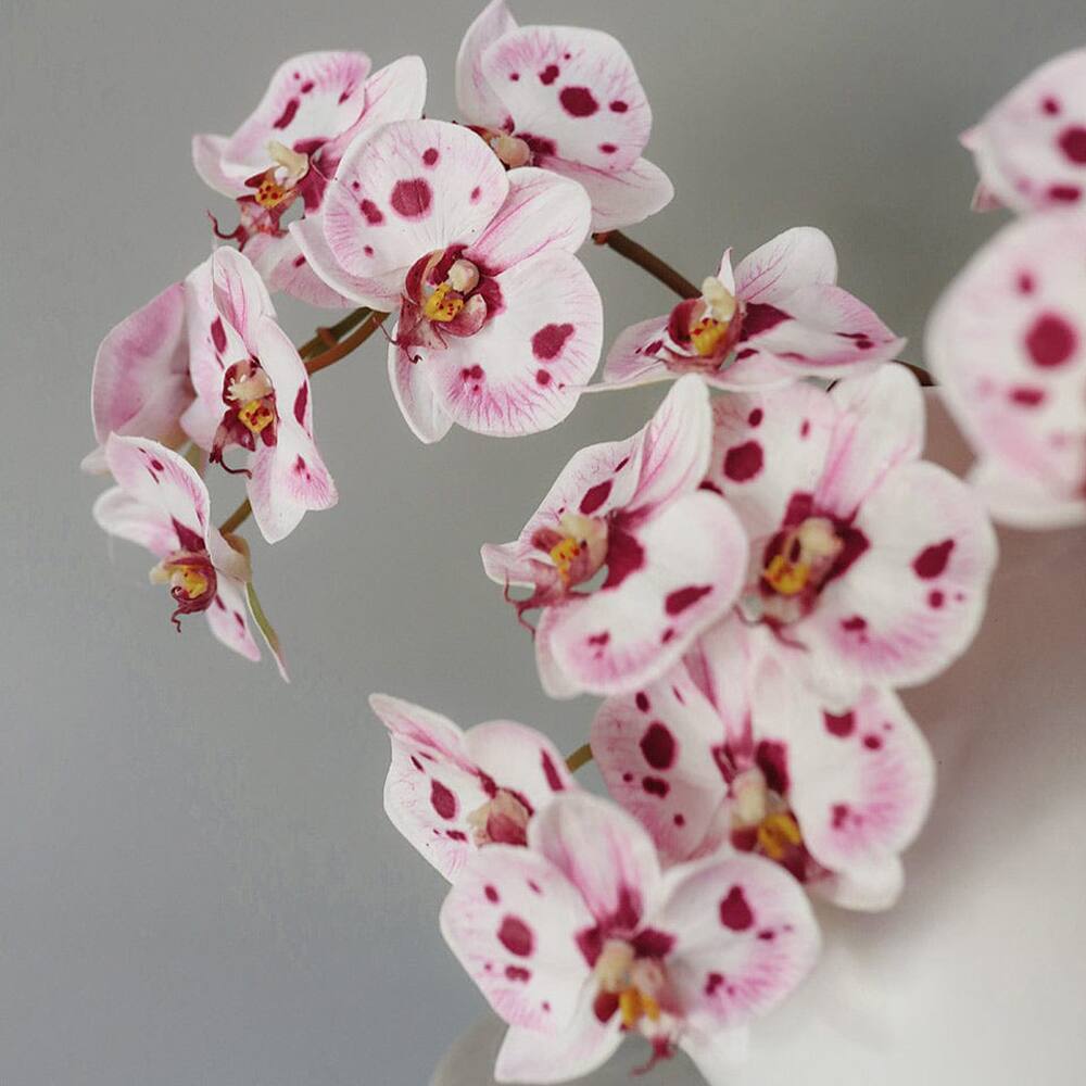 Prestige Botanicals 22" Artificial White & Pink Spotted Phalaenopsis Orchid Stem