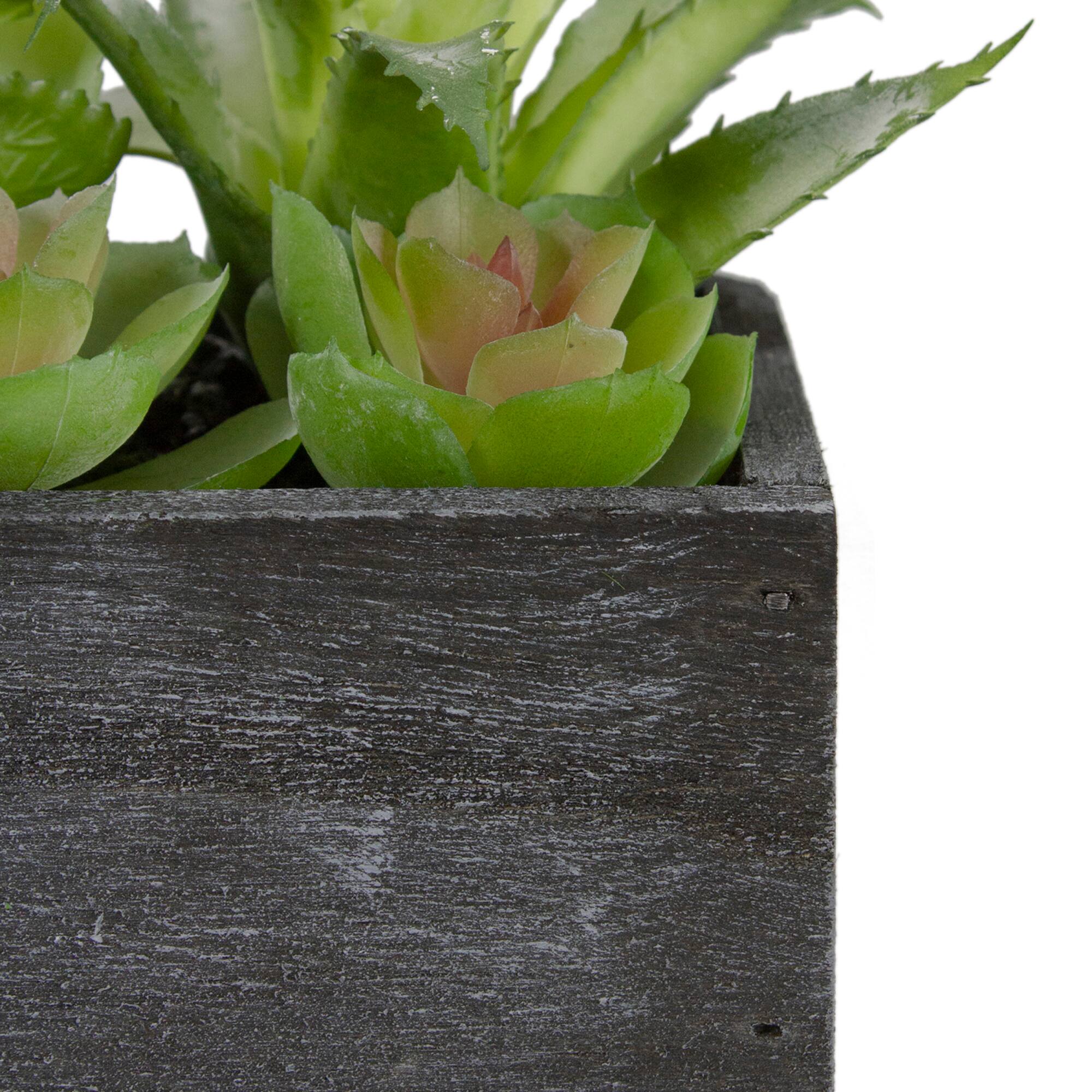 10" Mixed Succulent Plants in Rectangular Planter
