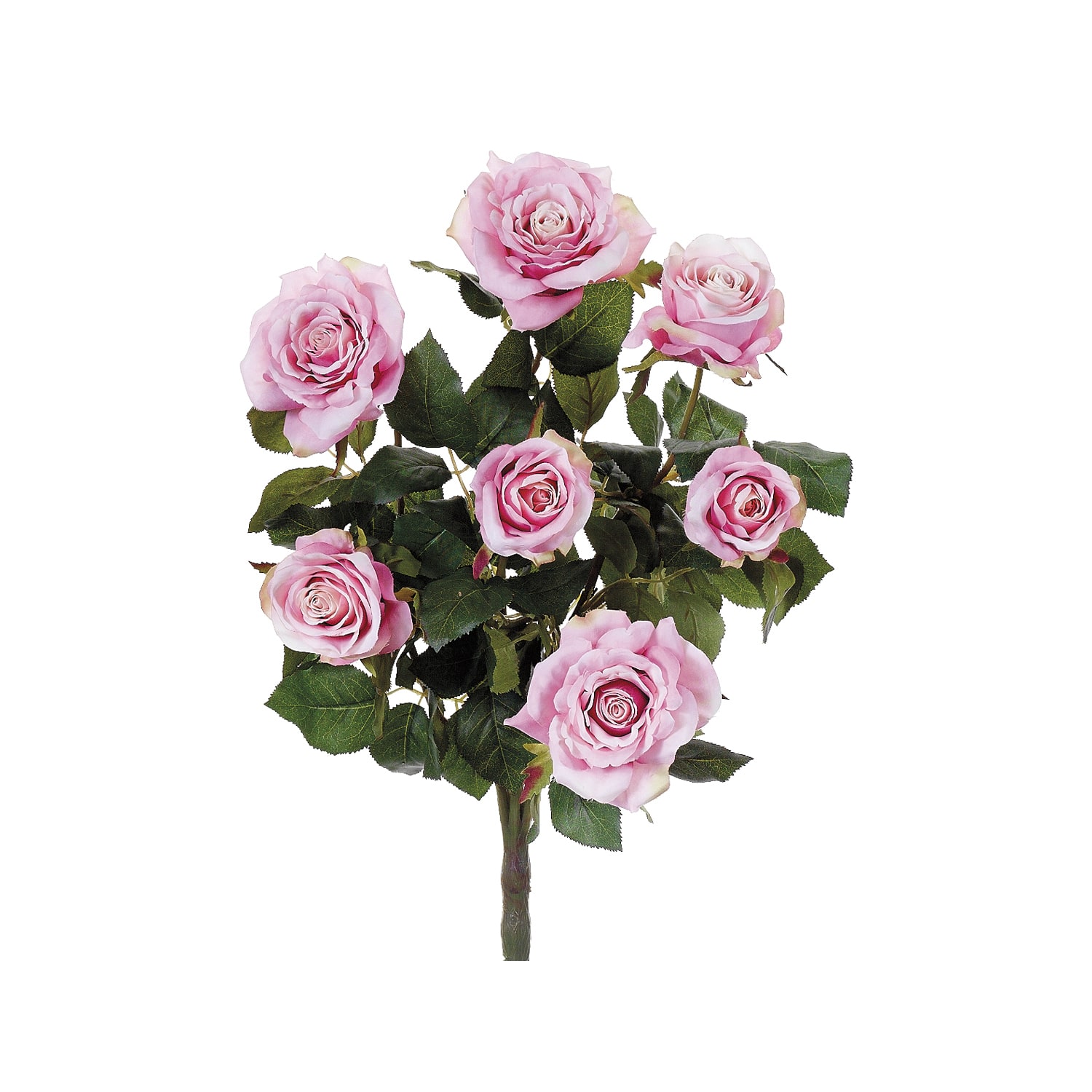 Two-Tone Pink Confetti Rose Bush