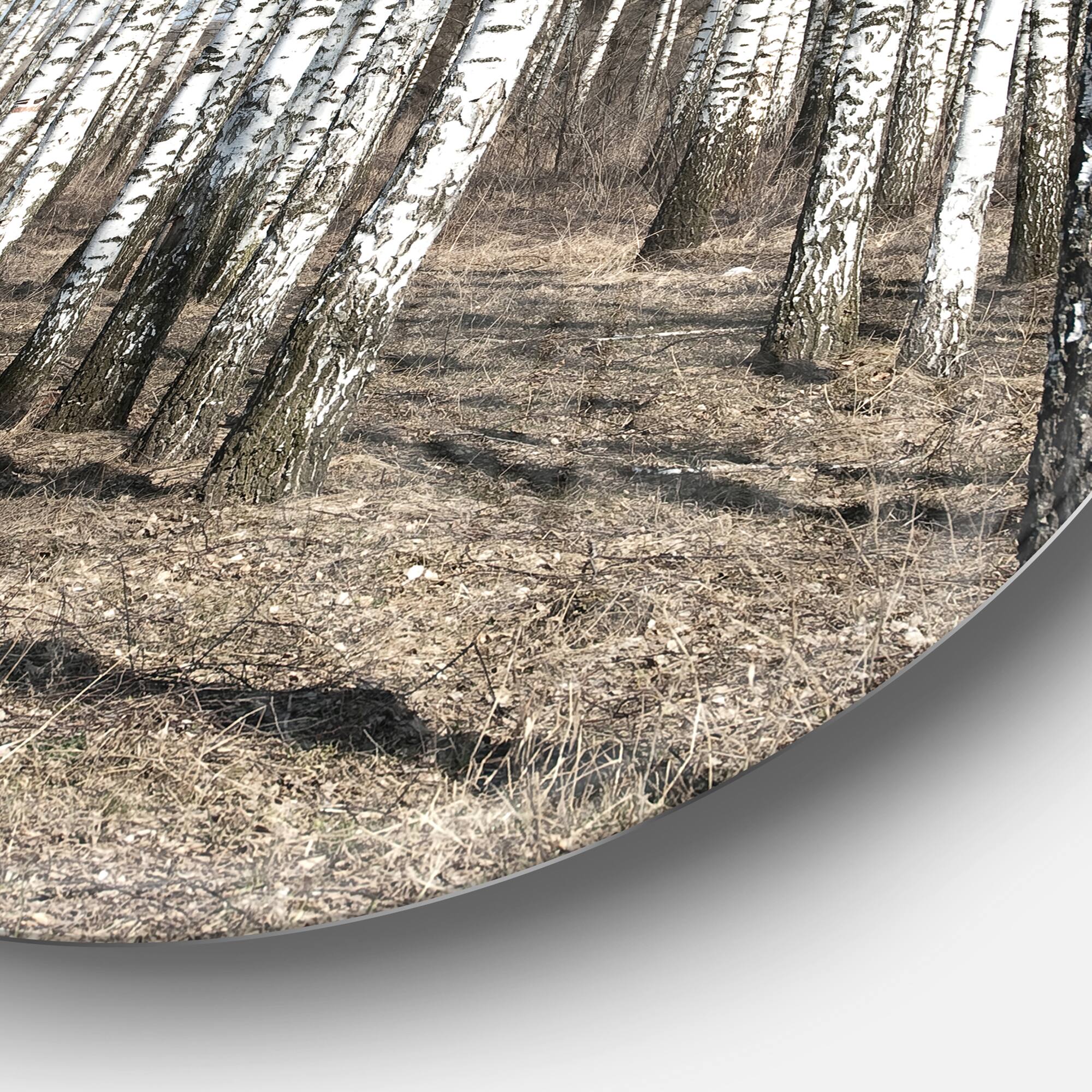 Designart - Beautiful Dense Birch Forest View' Disc Forest Large Metal Circle Wall Art