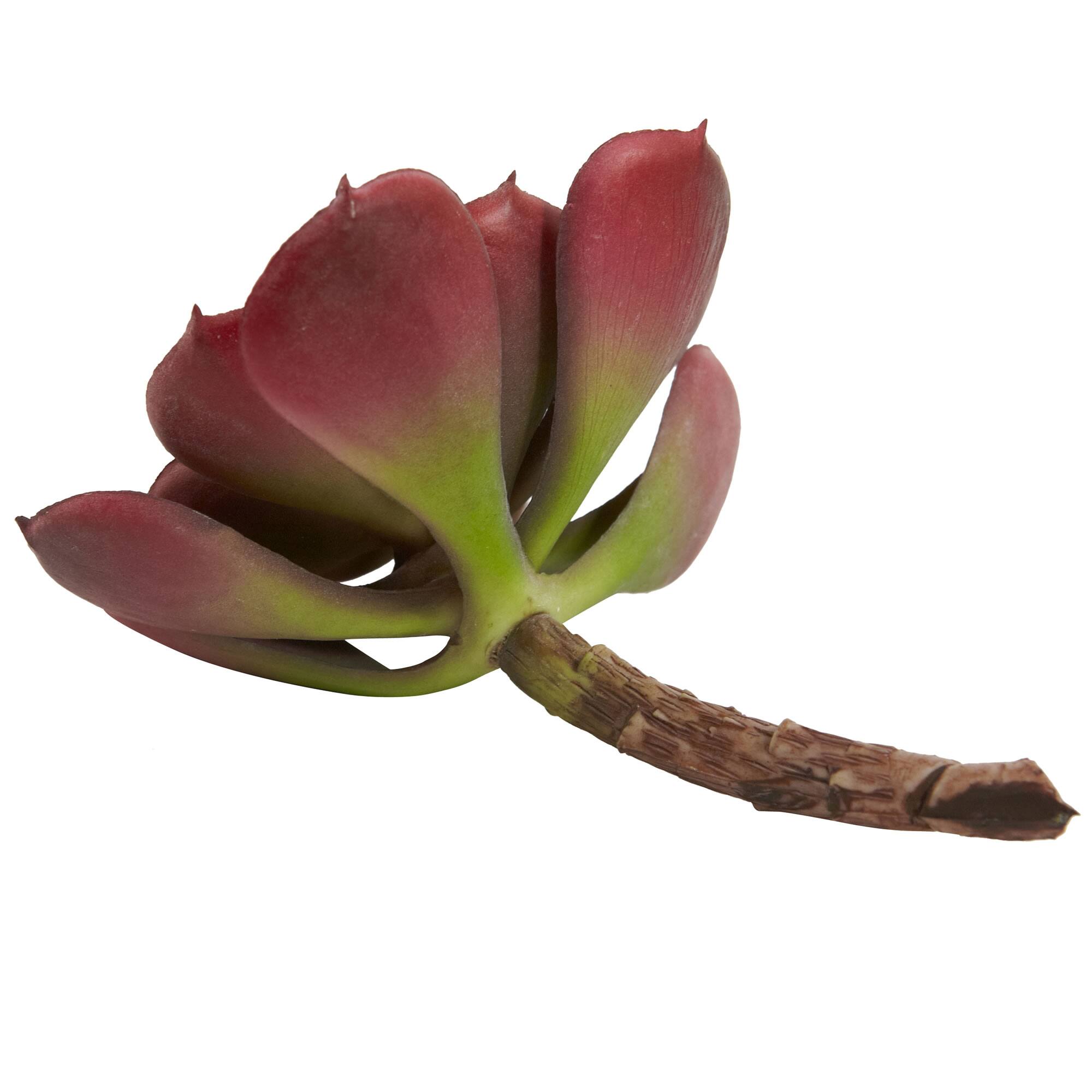 Green & Burgundy Echeveria Succulent, 12ct.