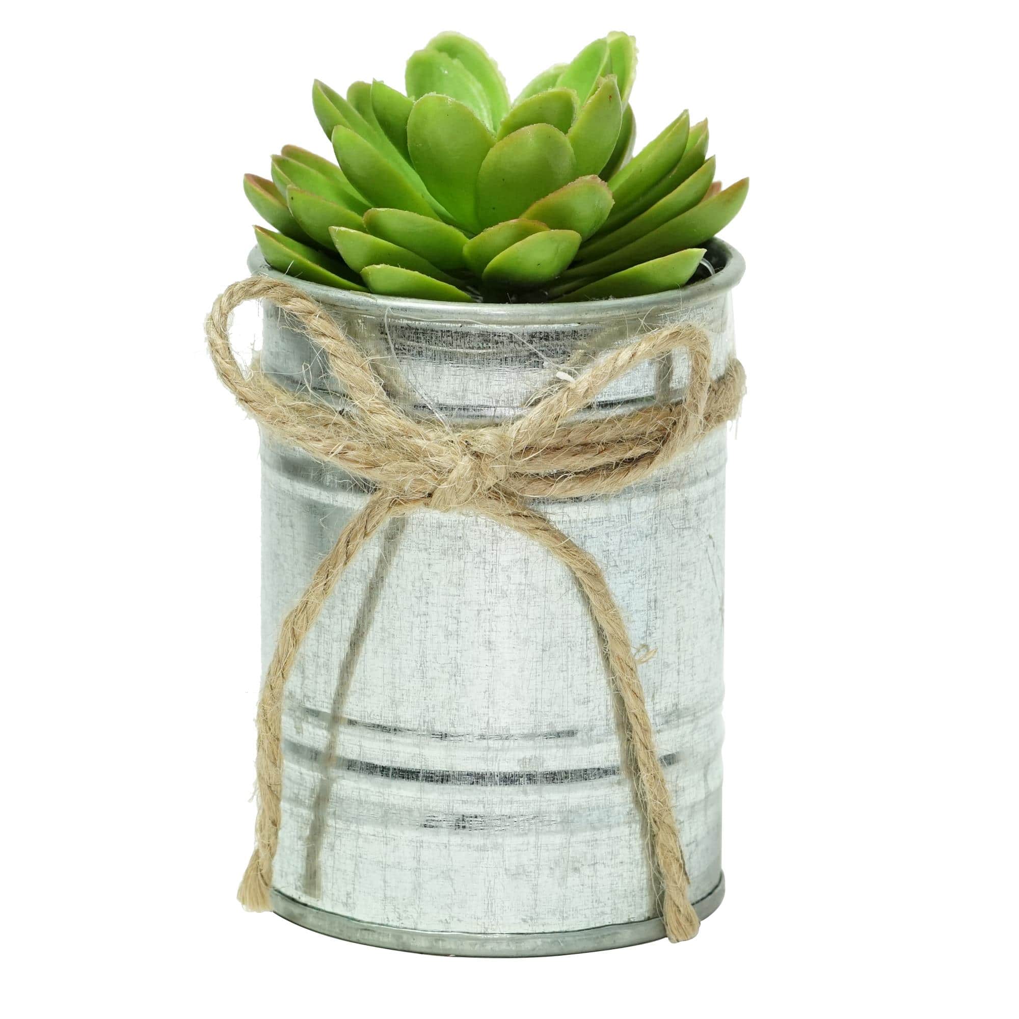 7" Lime Green Mini Sprouting Rose Succulent in Tin Planter