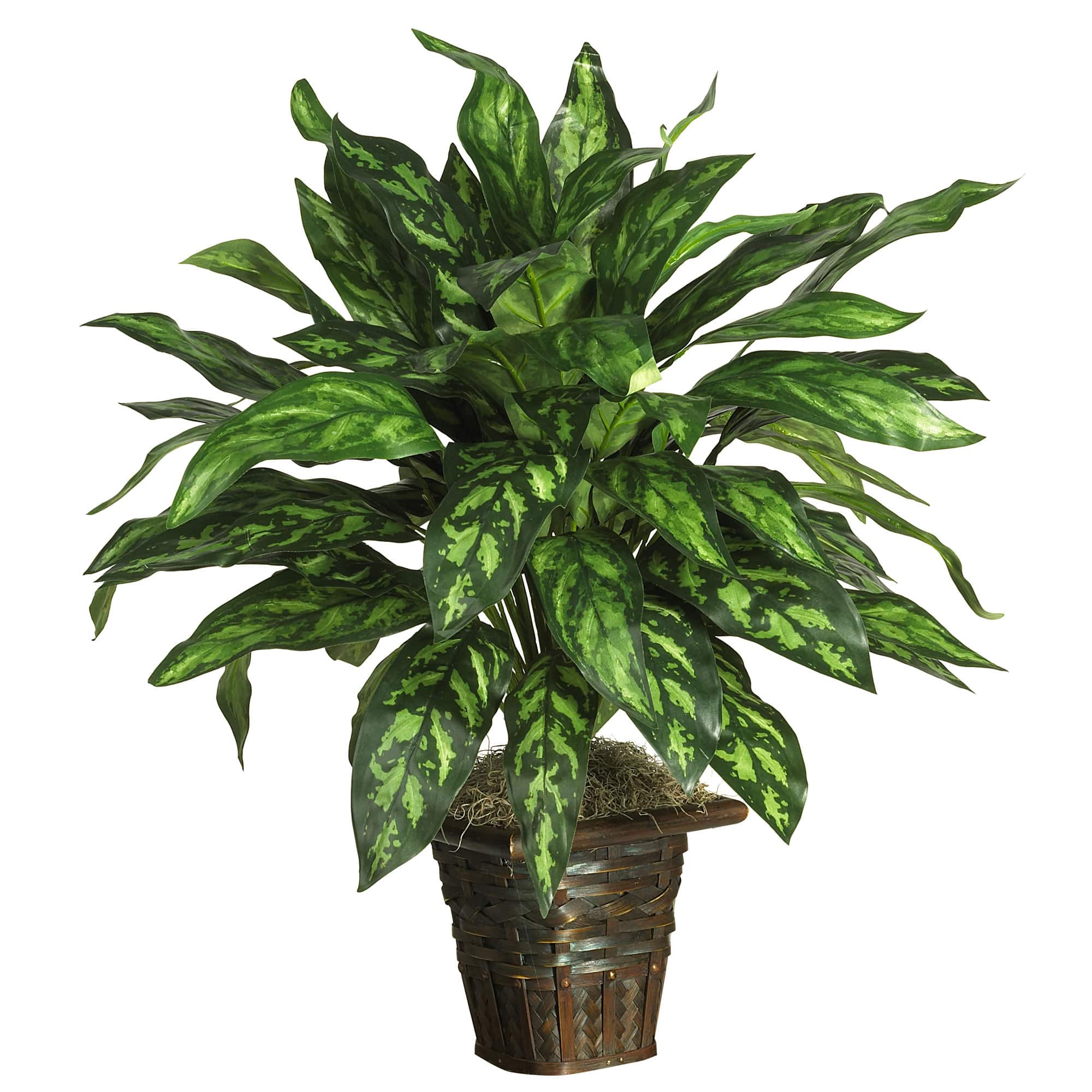 2.5ft. Silver King Plant with Basket