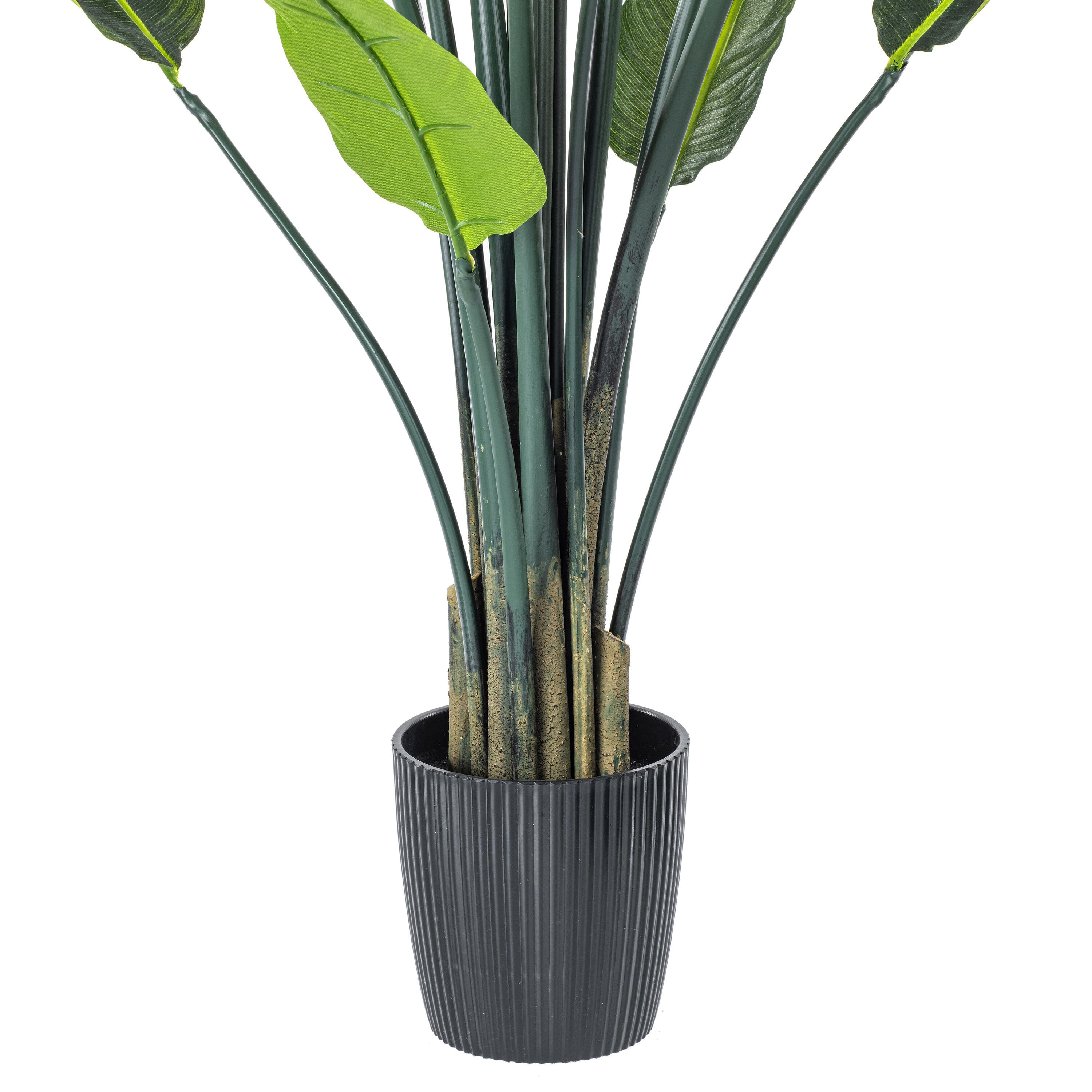 5ft. Potted Bird of Paradise Palm Tree
