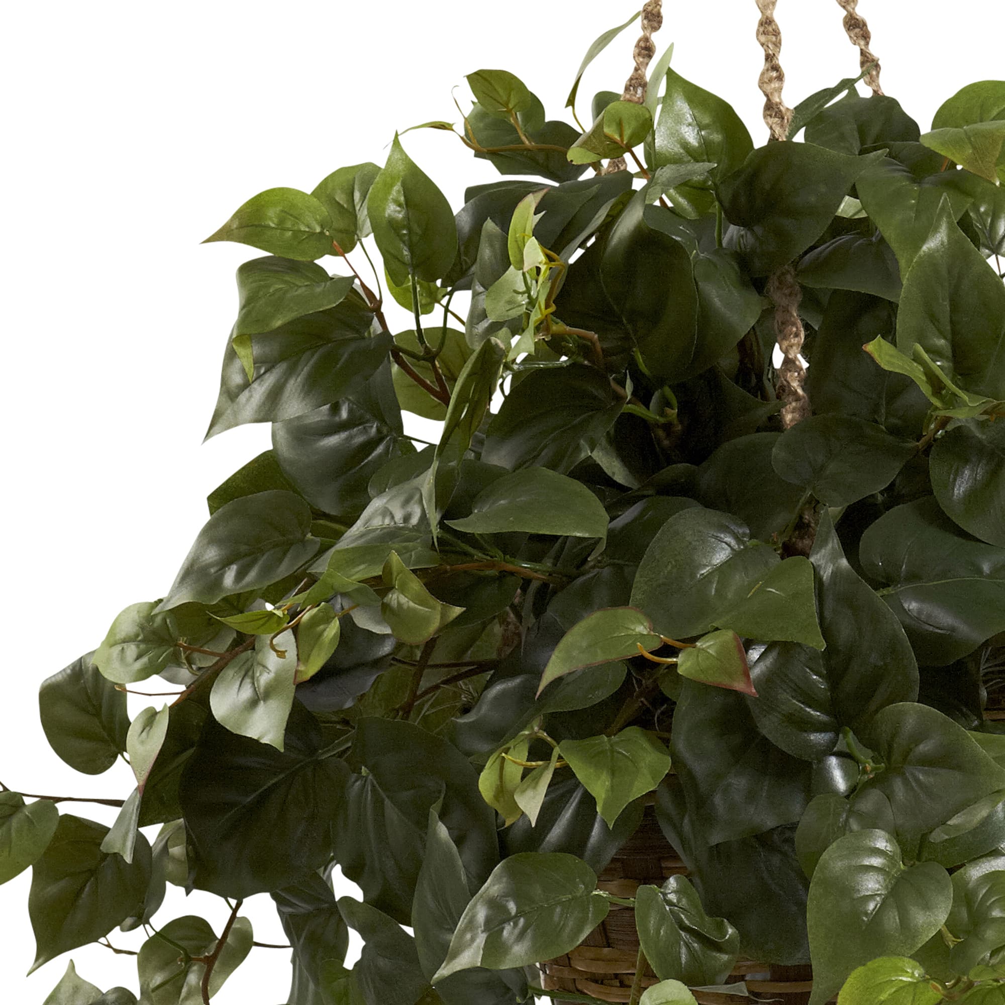 24" Philo in Hanging Basket