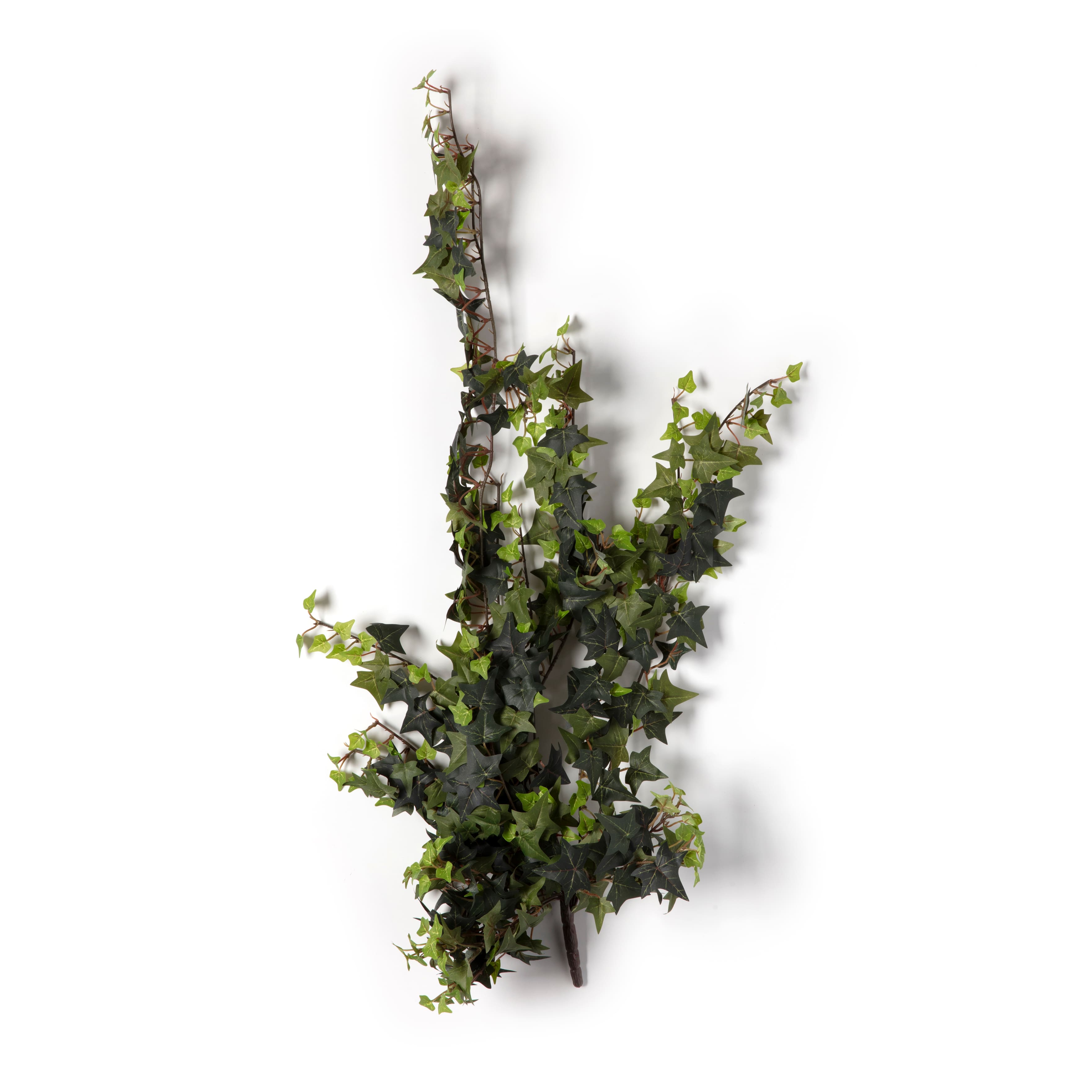 12 Pack: Star Ivy Bush by Ashland®