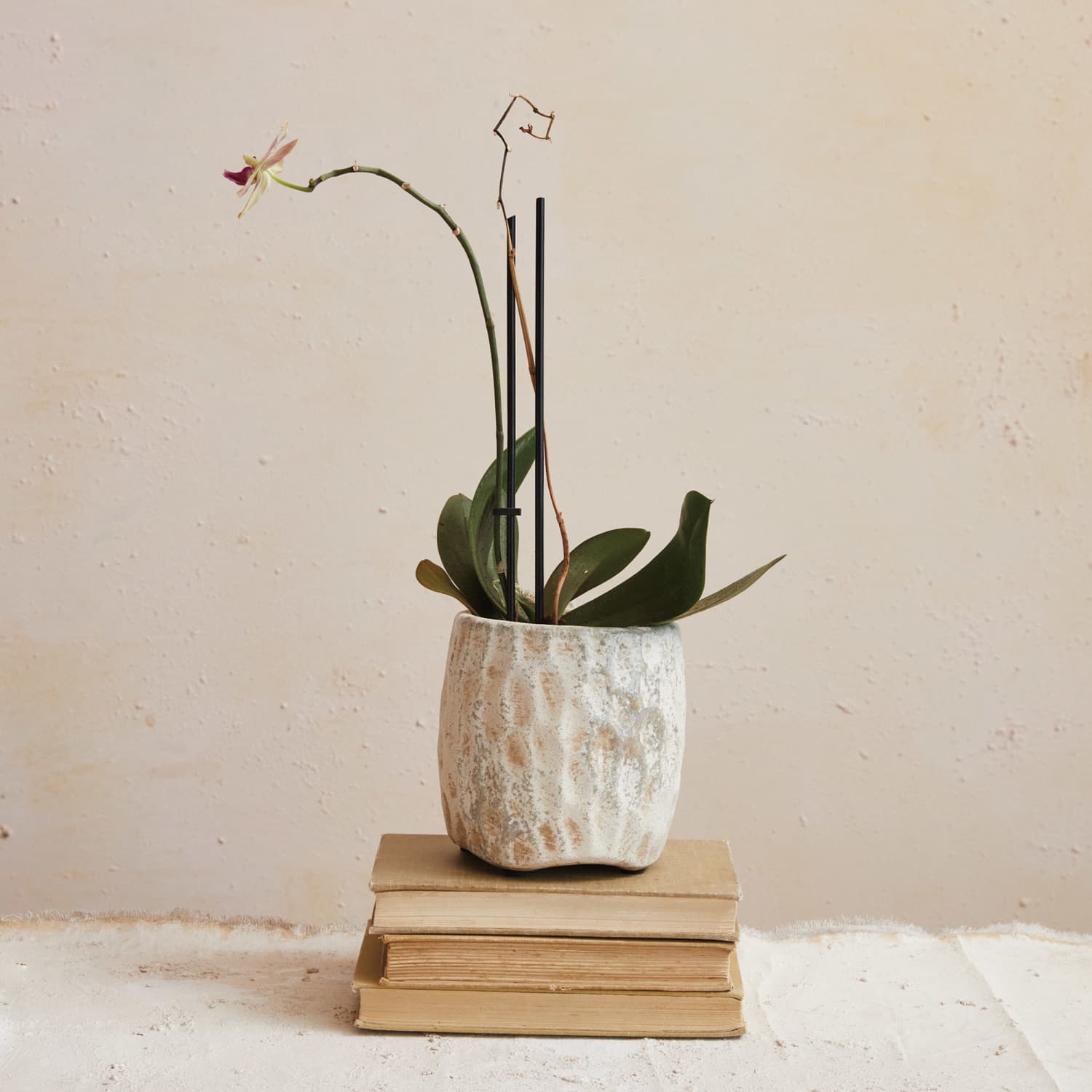 Hello Honey® 5.5" Cream Reactive Glaze Terra Cotta Planter