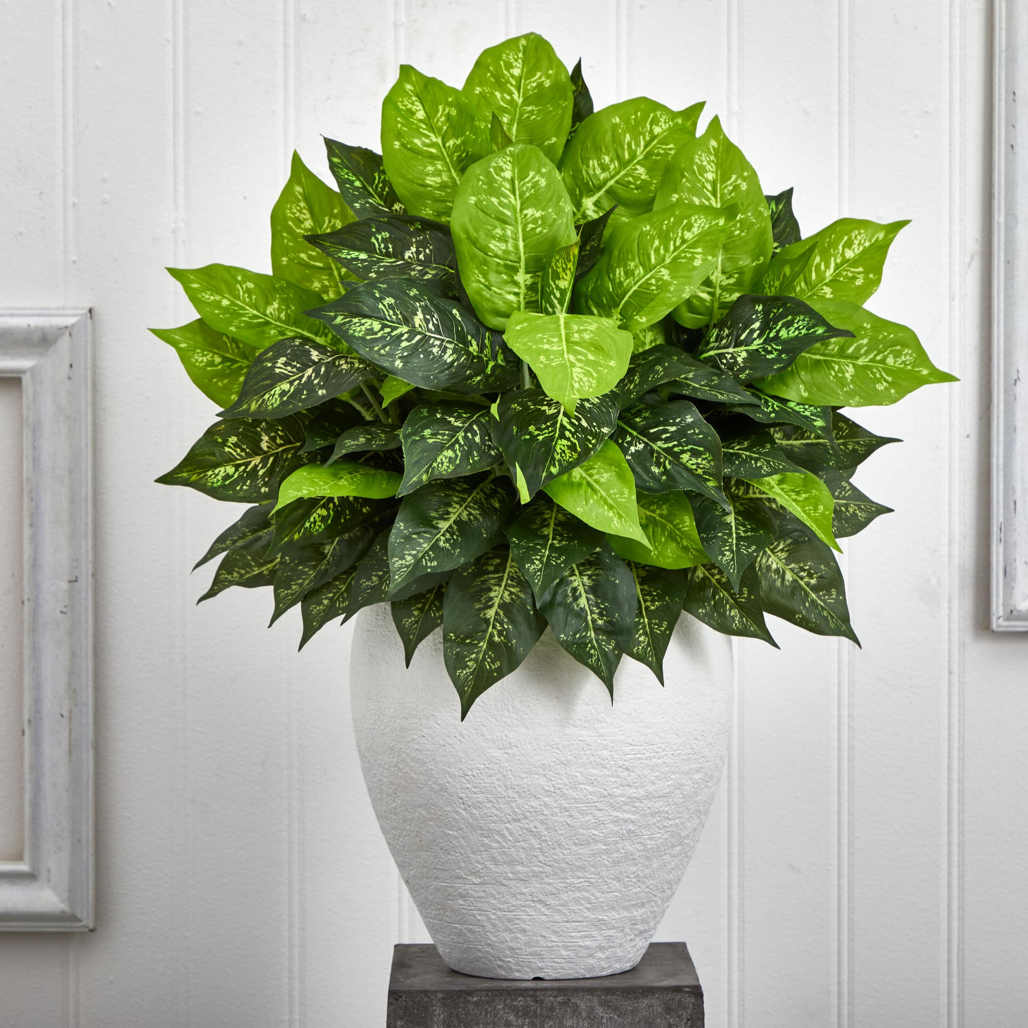 2.5ft Dumb Cane Plant in White Planter