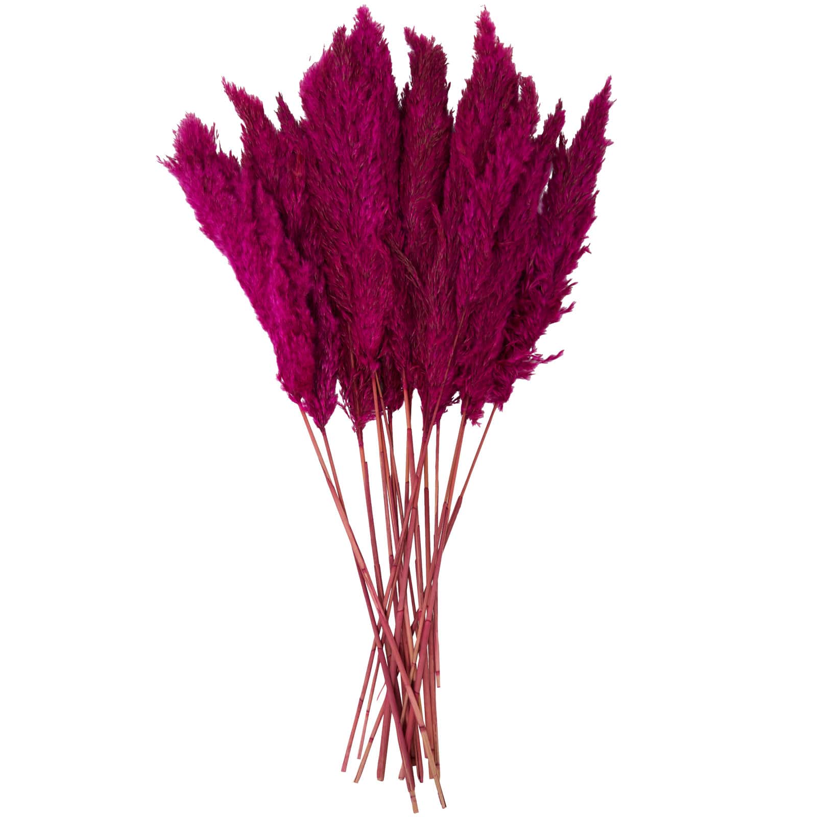 Dried Plant Pampas Natural Foliage with Long Stems