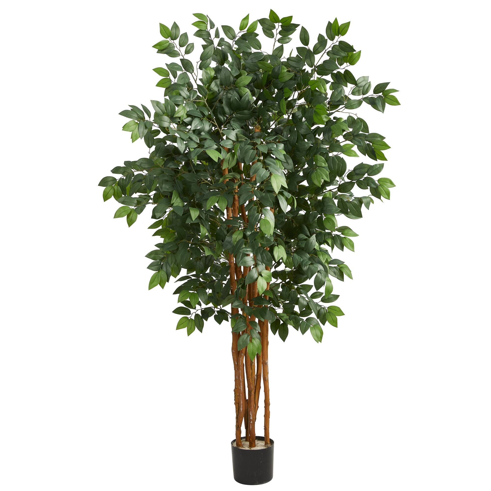5ft. Potted Sakaki Tree
