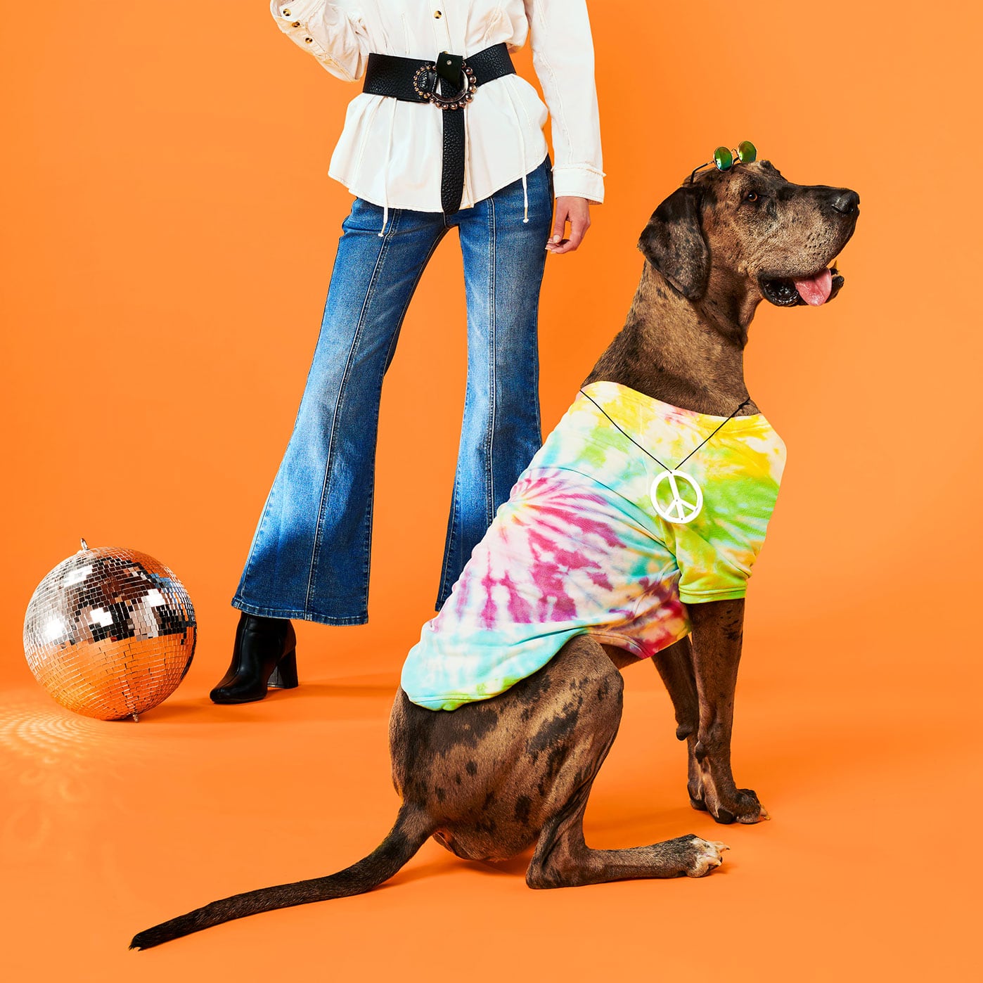 Groovy Dog Costume | Projects | Michaels