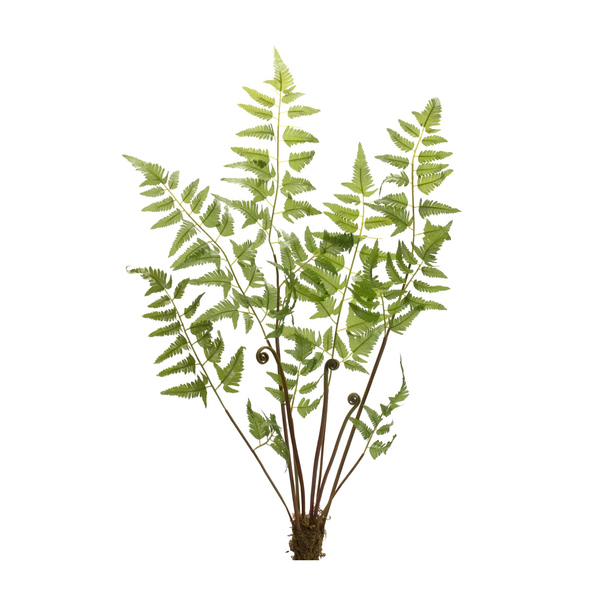 37" Varigated Fern Bundles with Sprout Accents, 6ct.