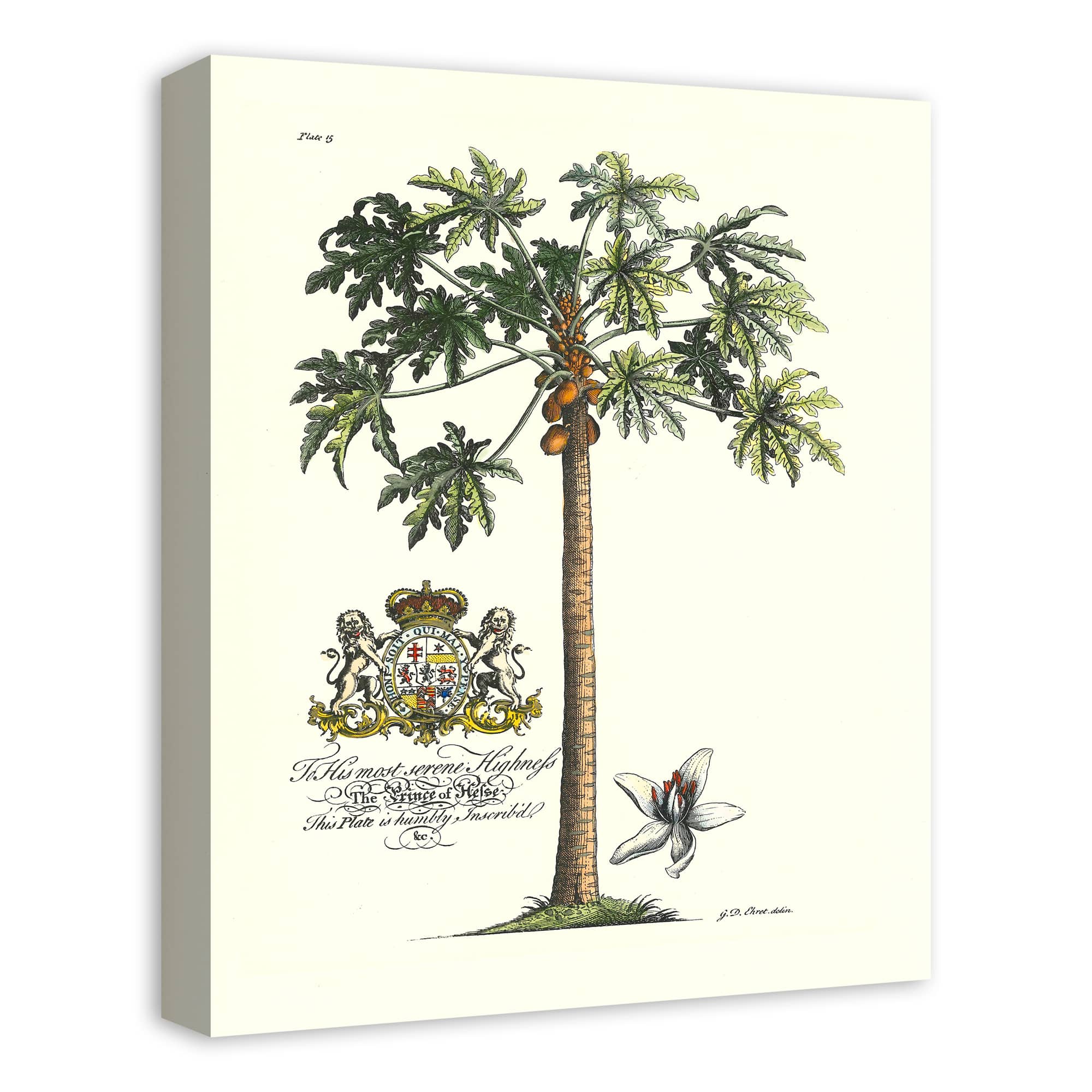 Vintage Botanical Print 16" x 20" Canvas Wall Art
