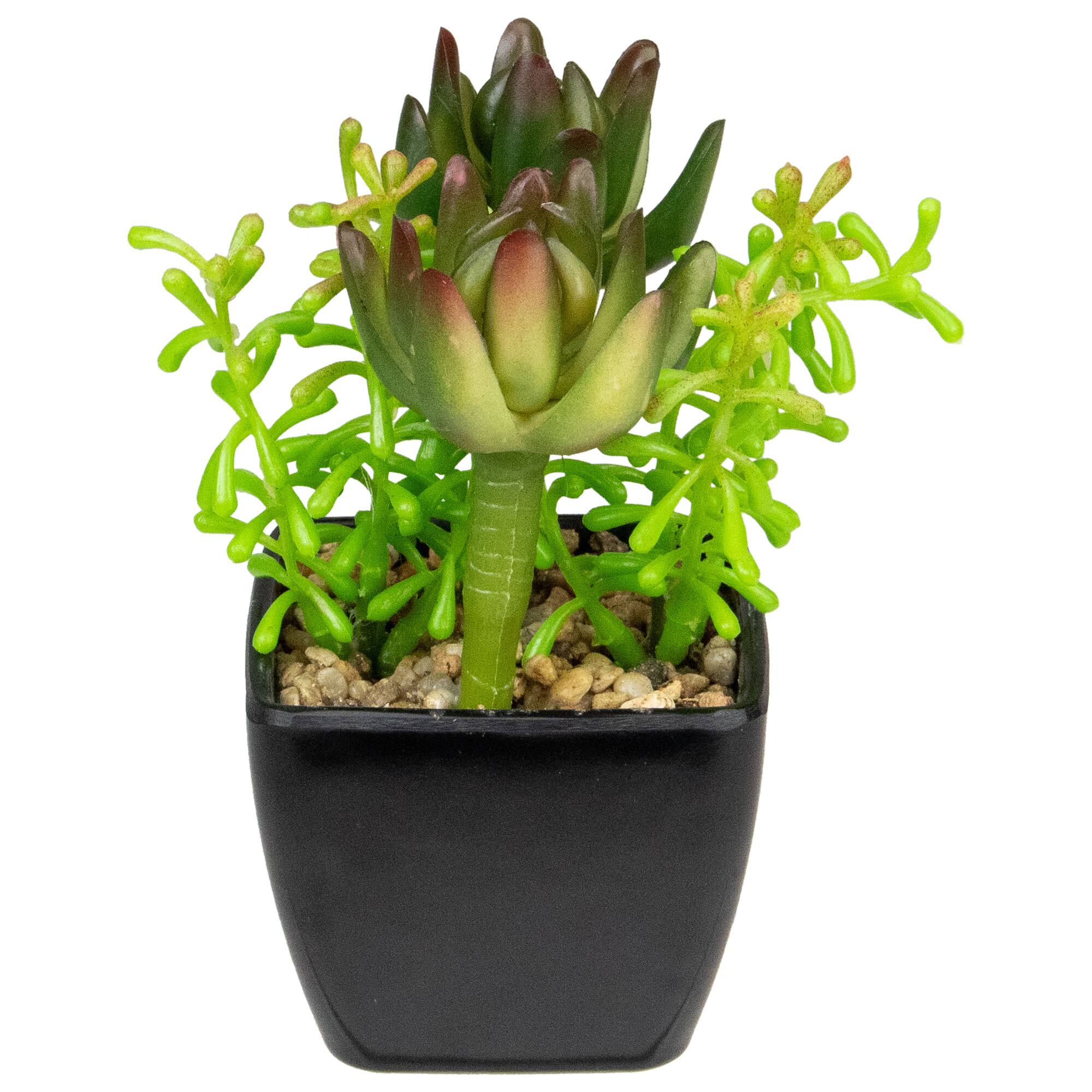 6" Potted Green Succulent Arrangement