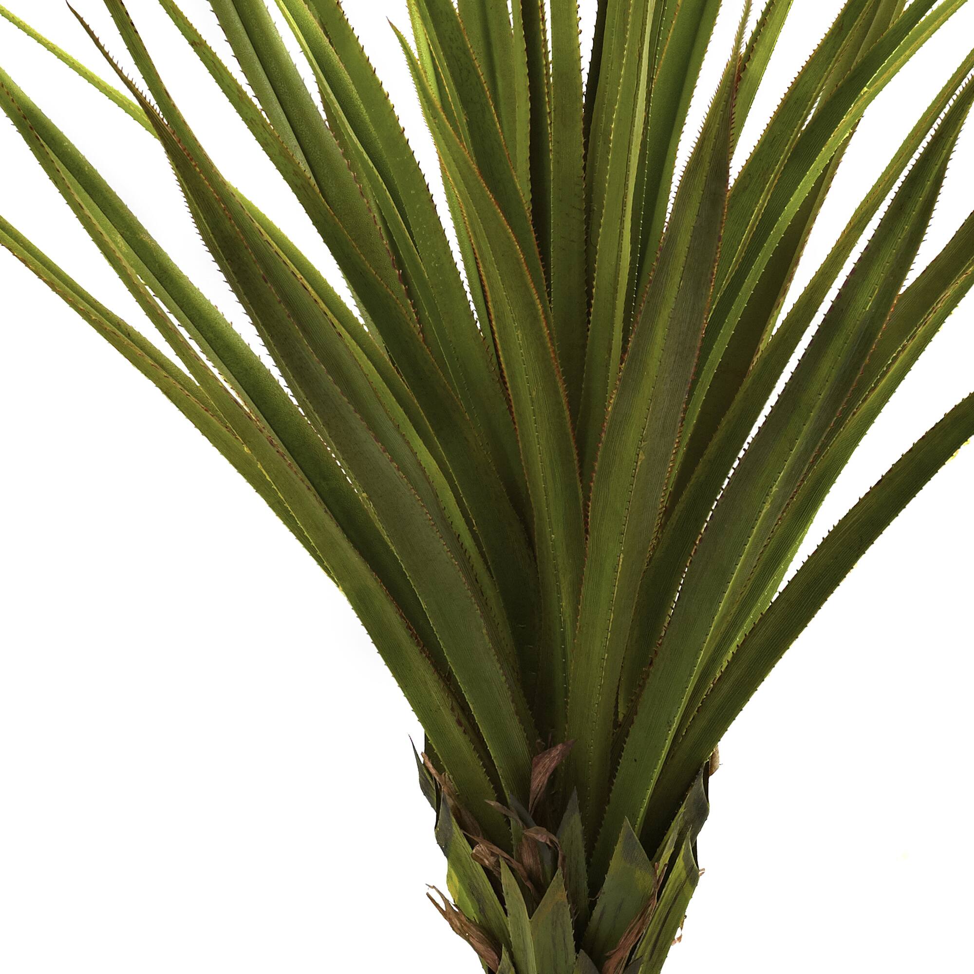 5ft. Potted Spiked Agave Tree
