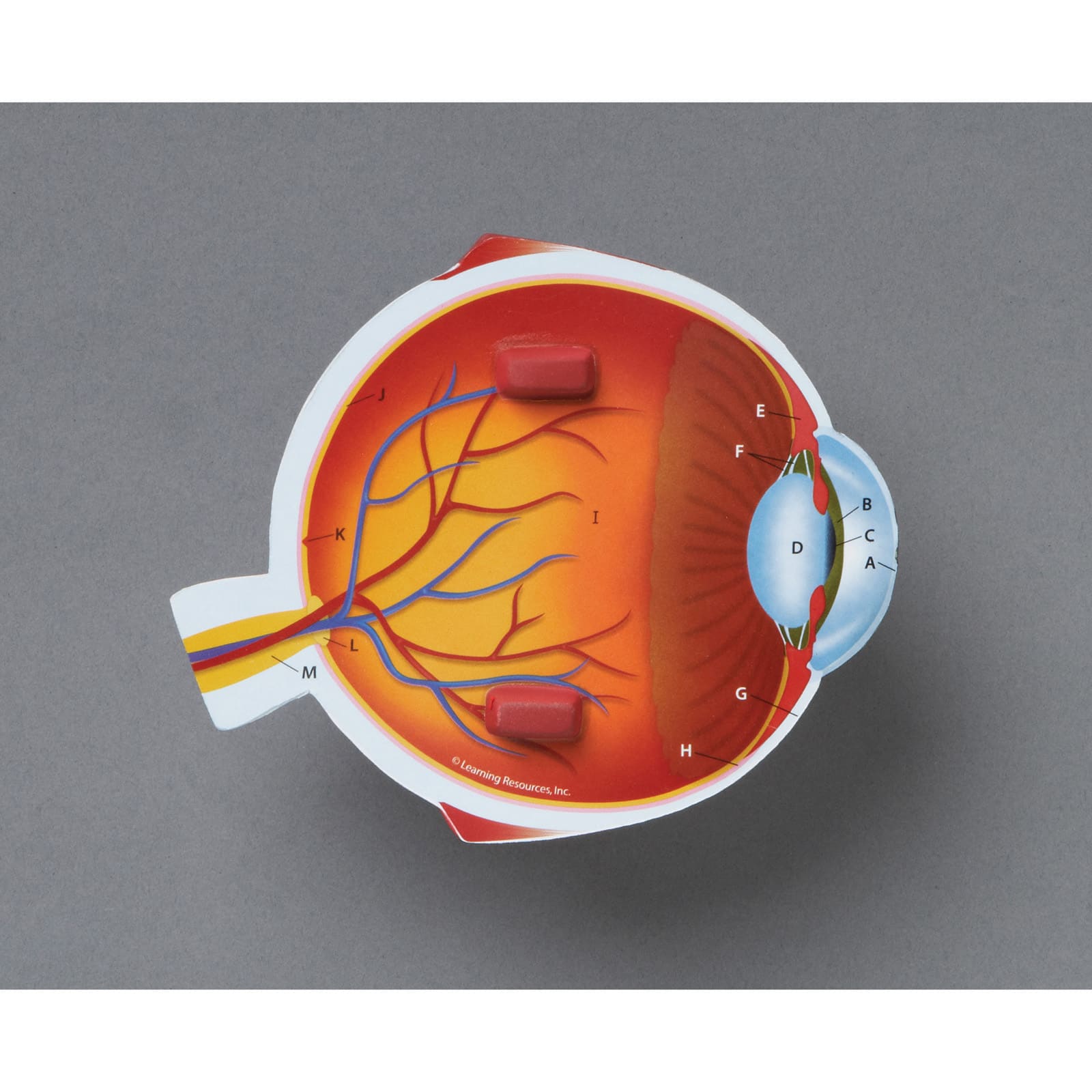 Learning Resources® Soft Foam Cross Section Eye Model