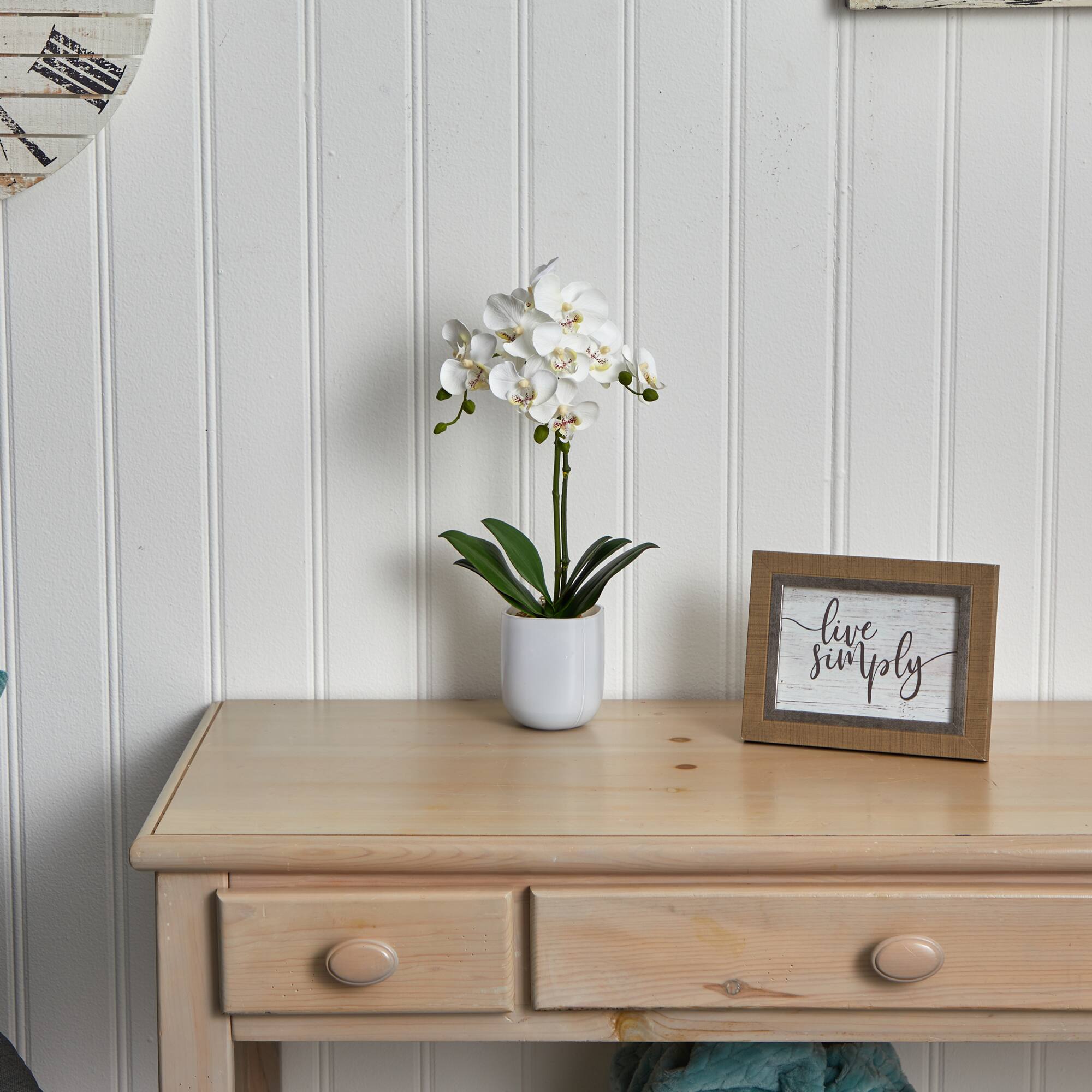 18.5" Moth Orchid in Frosted Glass