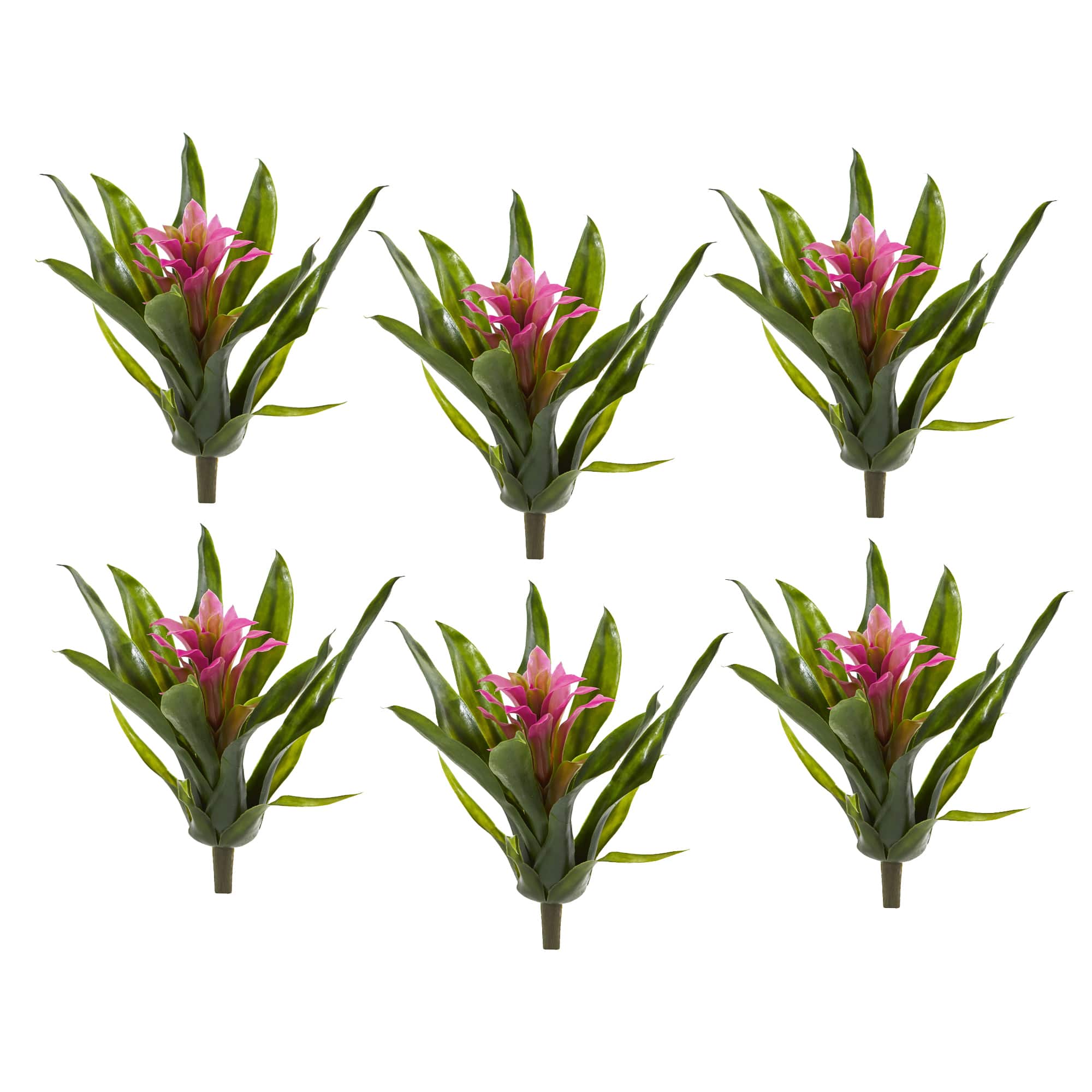 Bromeliad Flower Stem