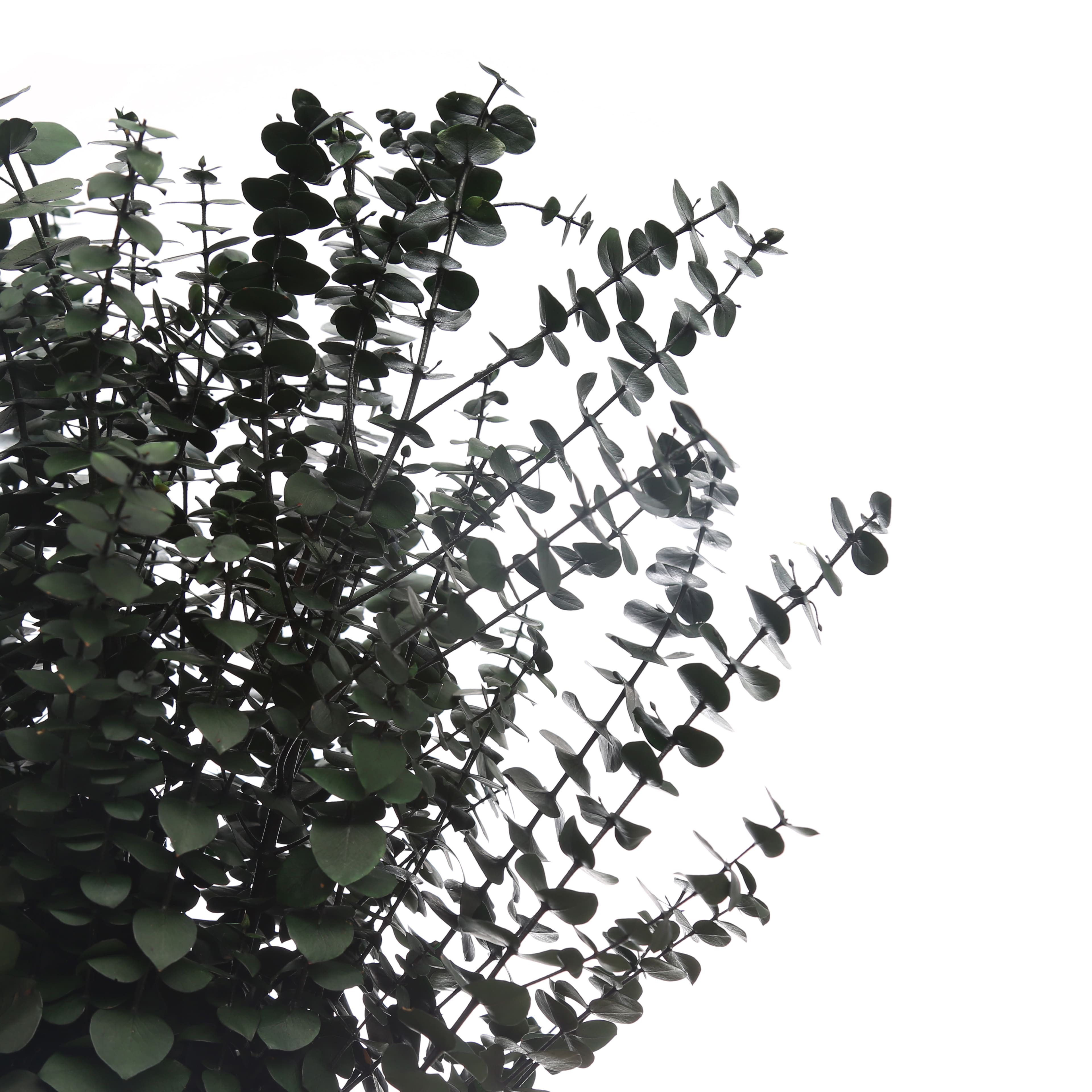 10 Pack: Dark Green Dried Eucalyptus Bundle by Ashland®