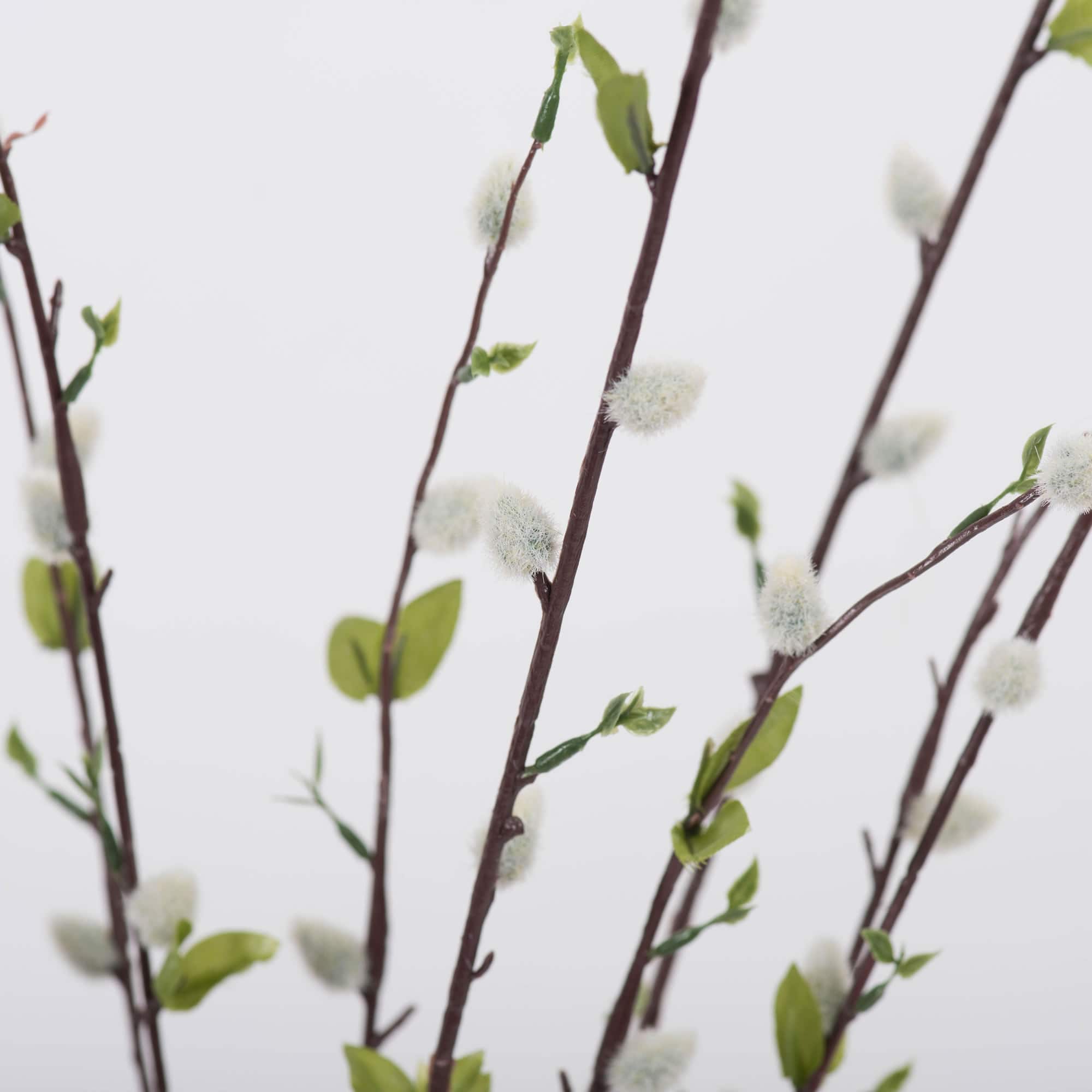 Gray Willow Bush