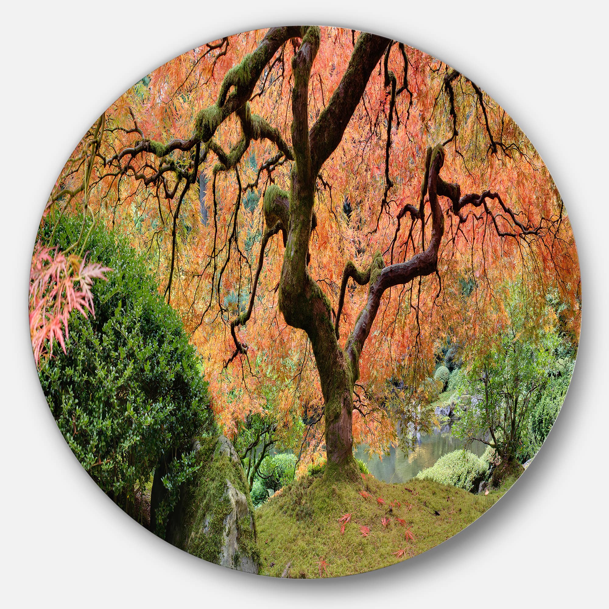 Designart - Old Japanese Maple Tree' Disc Landscape Photography Circle Metal Wall Art