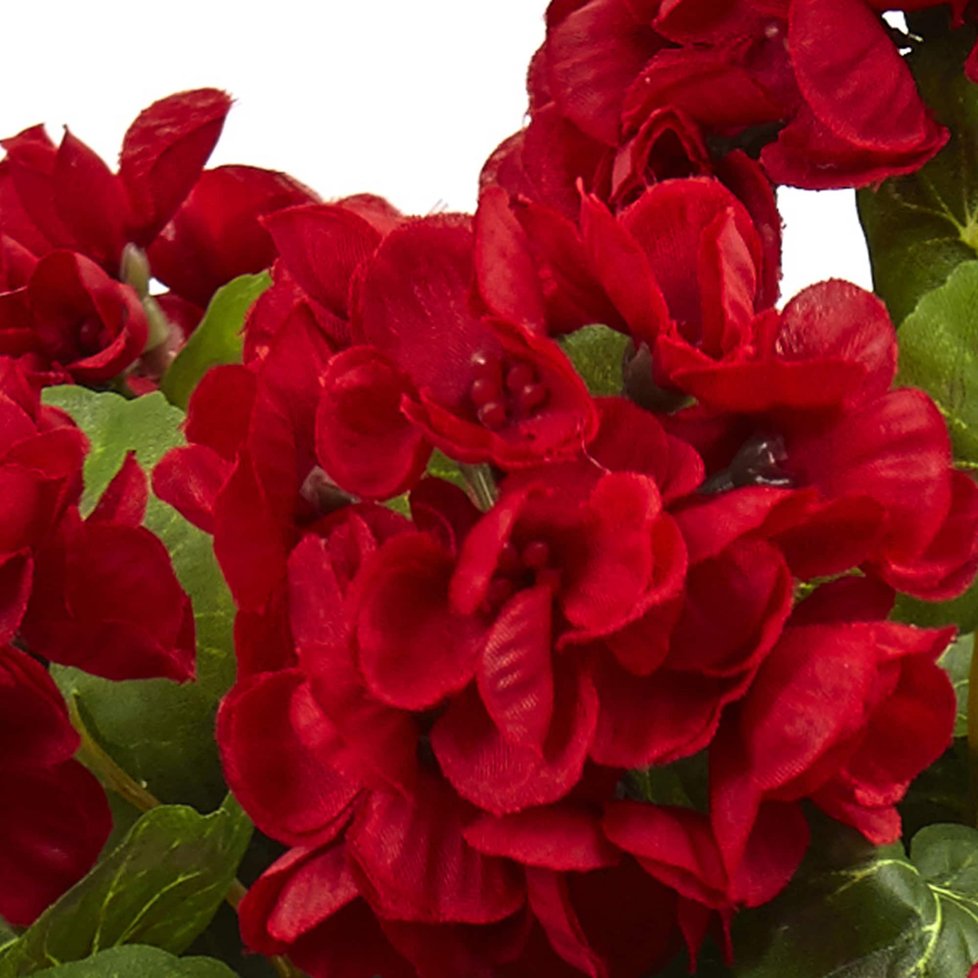 11" Geranium in Floral Planter, 2ct.