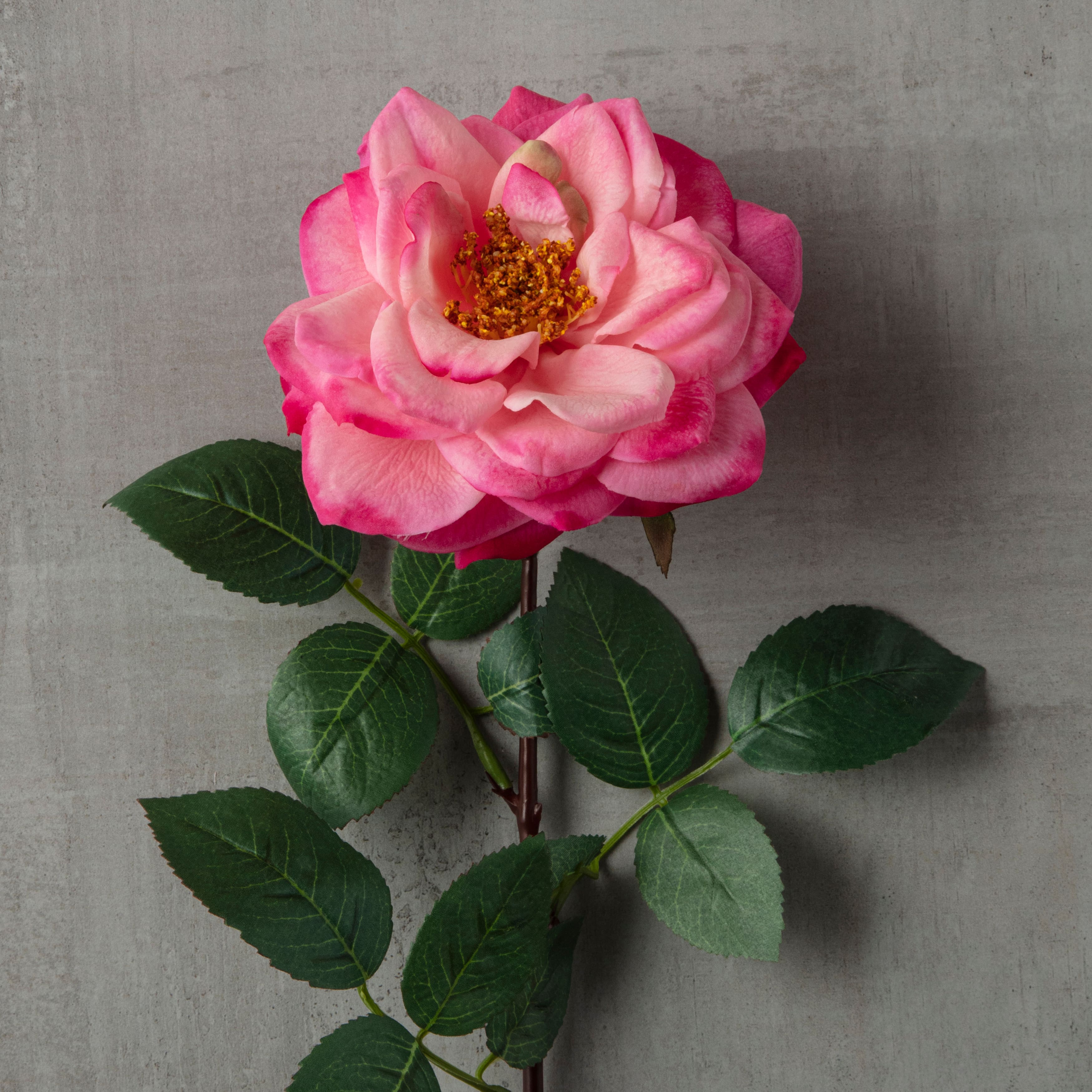 12 Pack: Pink Orlane Rose Stem by Ashland®