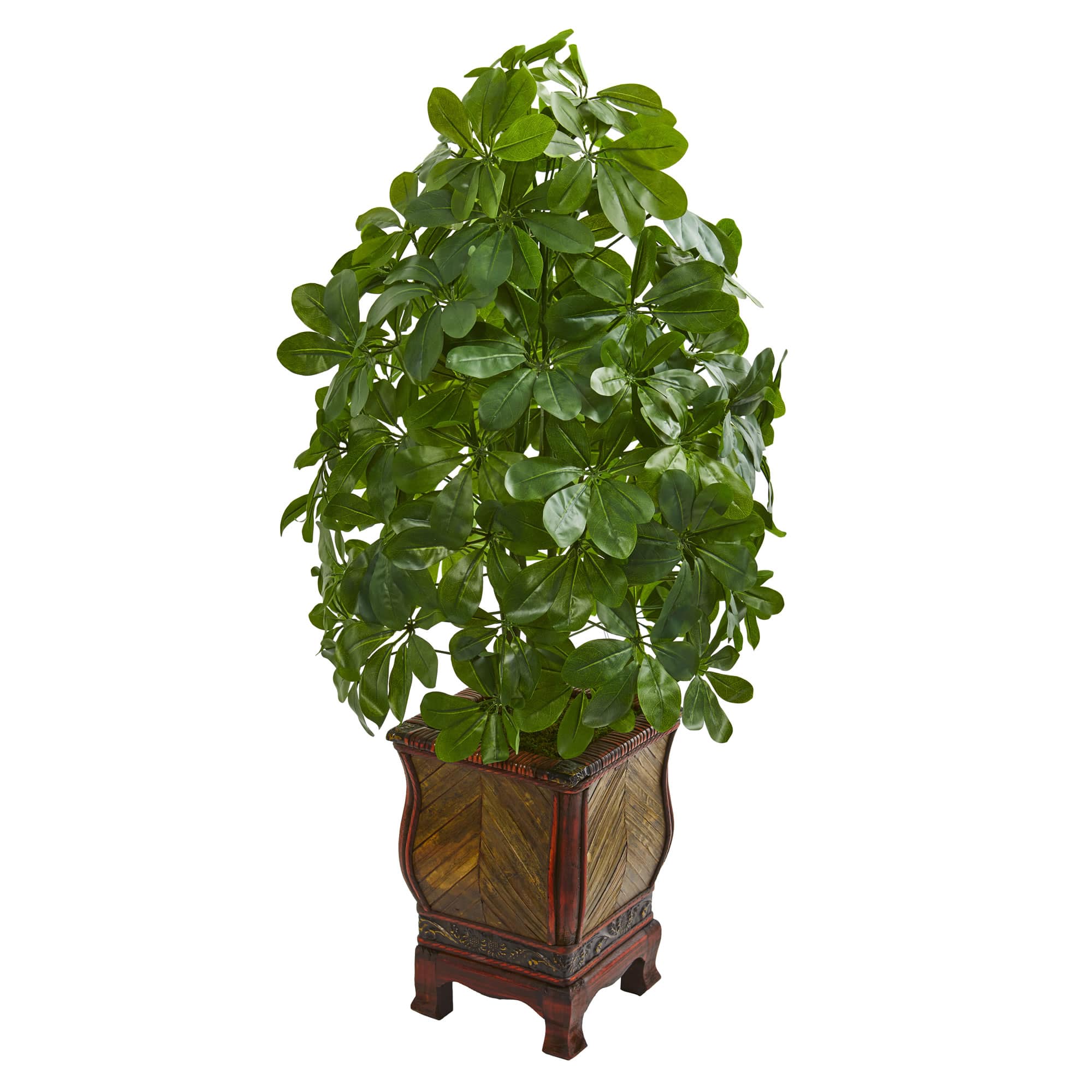 3ft. Umbrella Plant in Decorative Planter