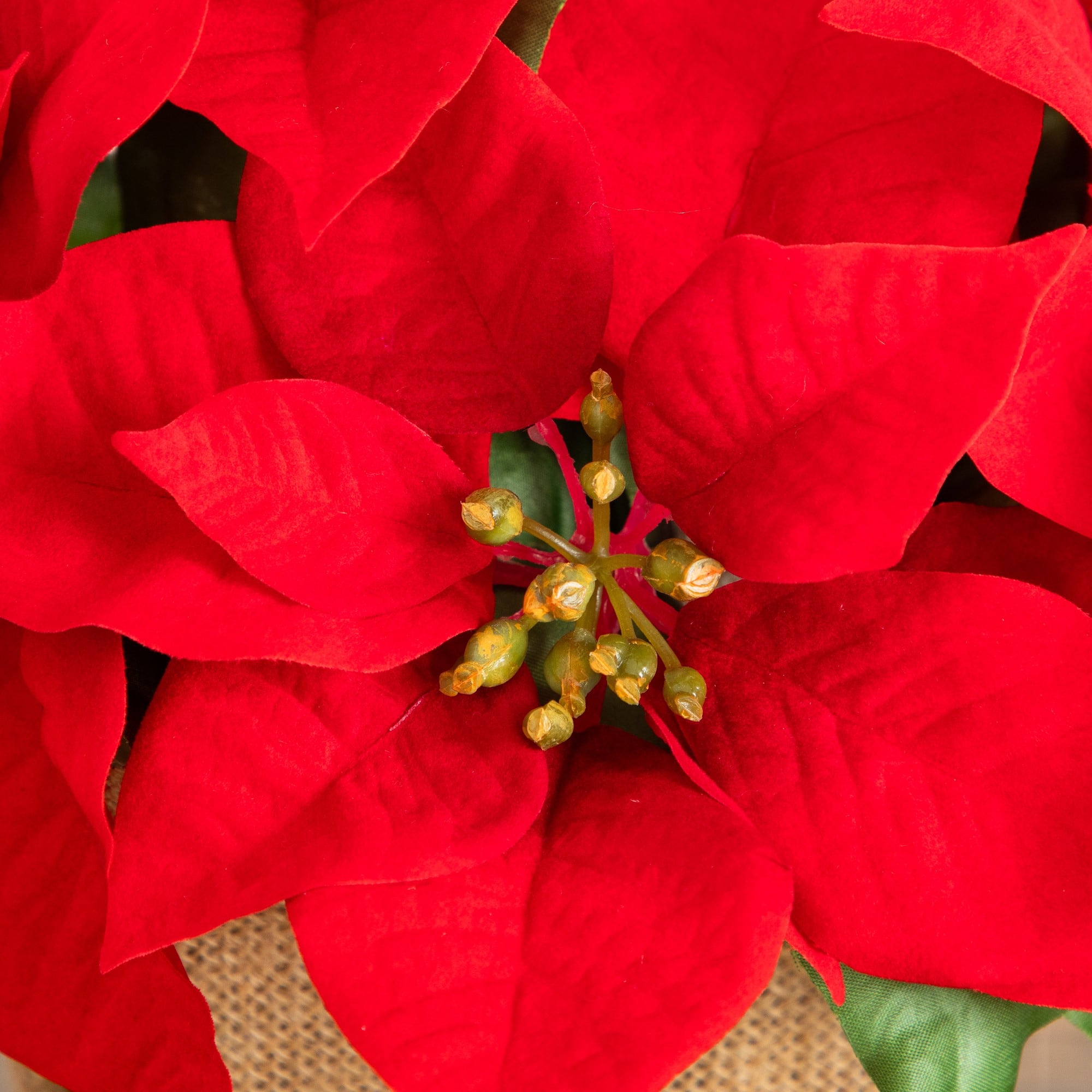 Nearly Natural 13" Red Artificial Velvet Poinsettia in Burlap Planter