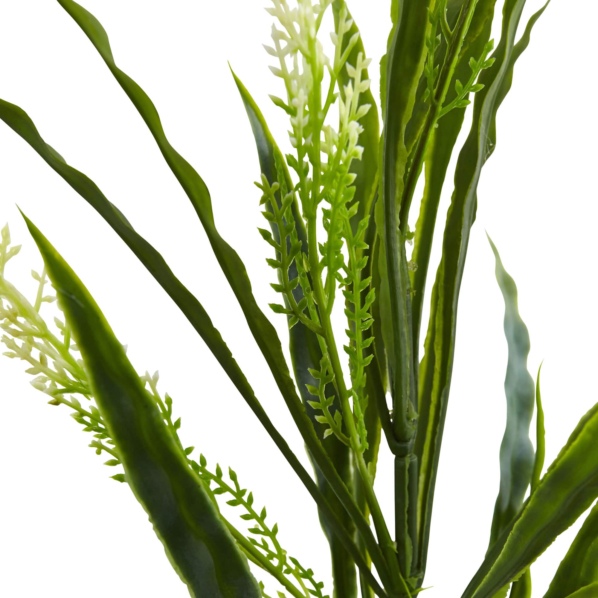 2.25ft. Vanilla Grass Plant, 24ct.