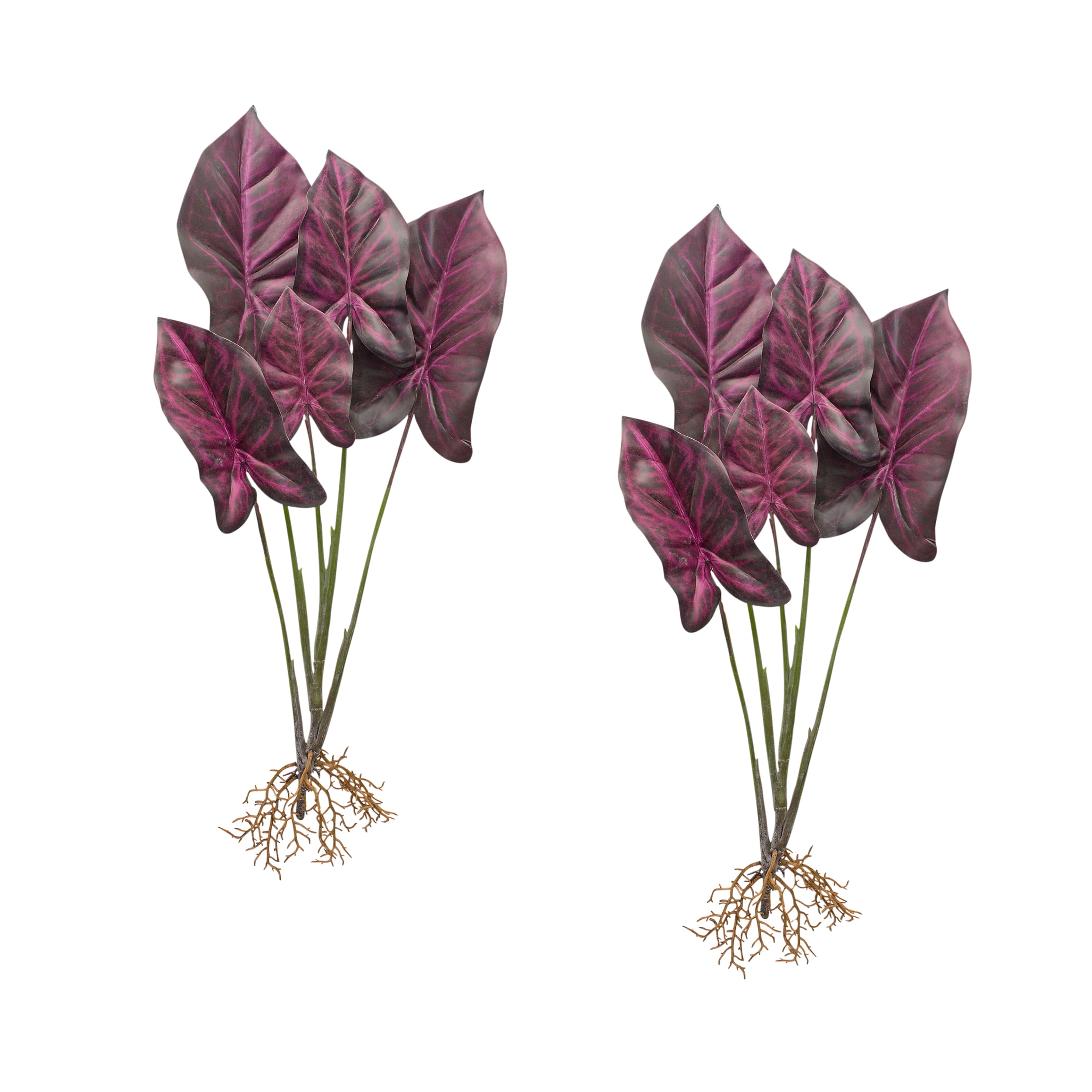 Red Caladium Plant with Root Set
