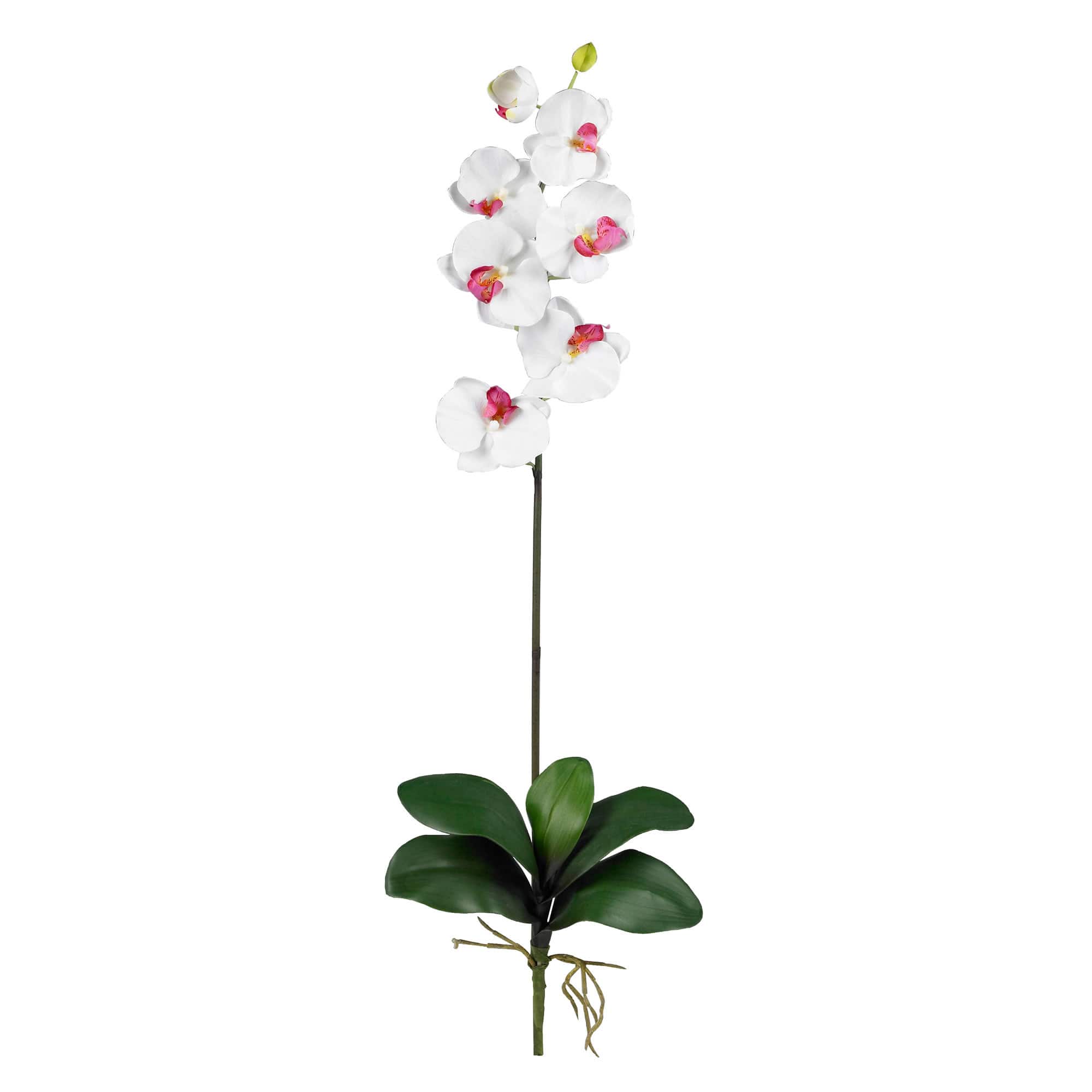 Moth Orchid Stem