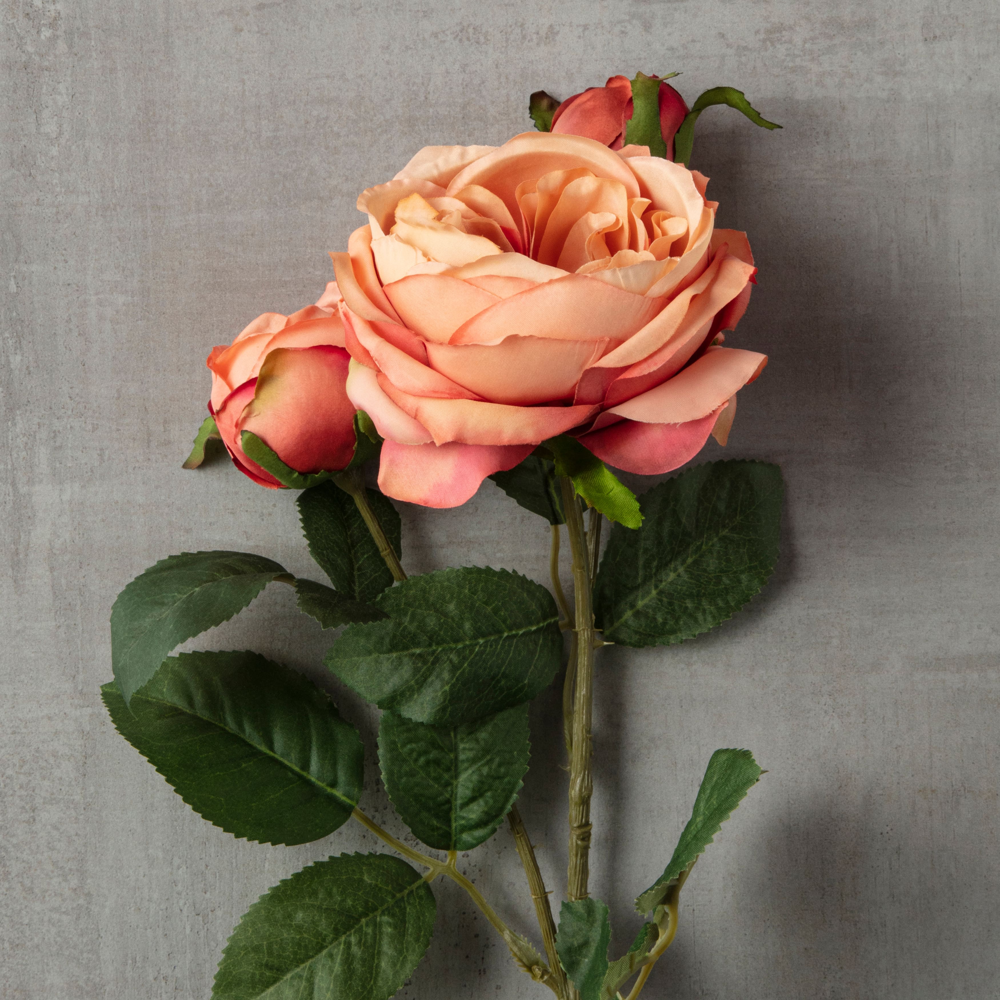 Coral English Rose Stem by Ashland®